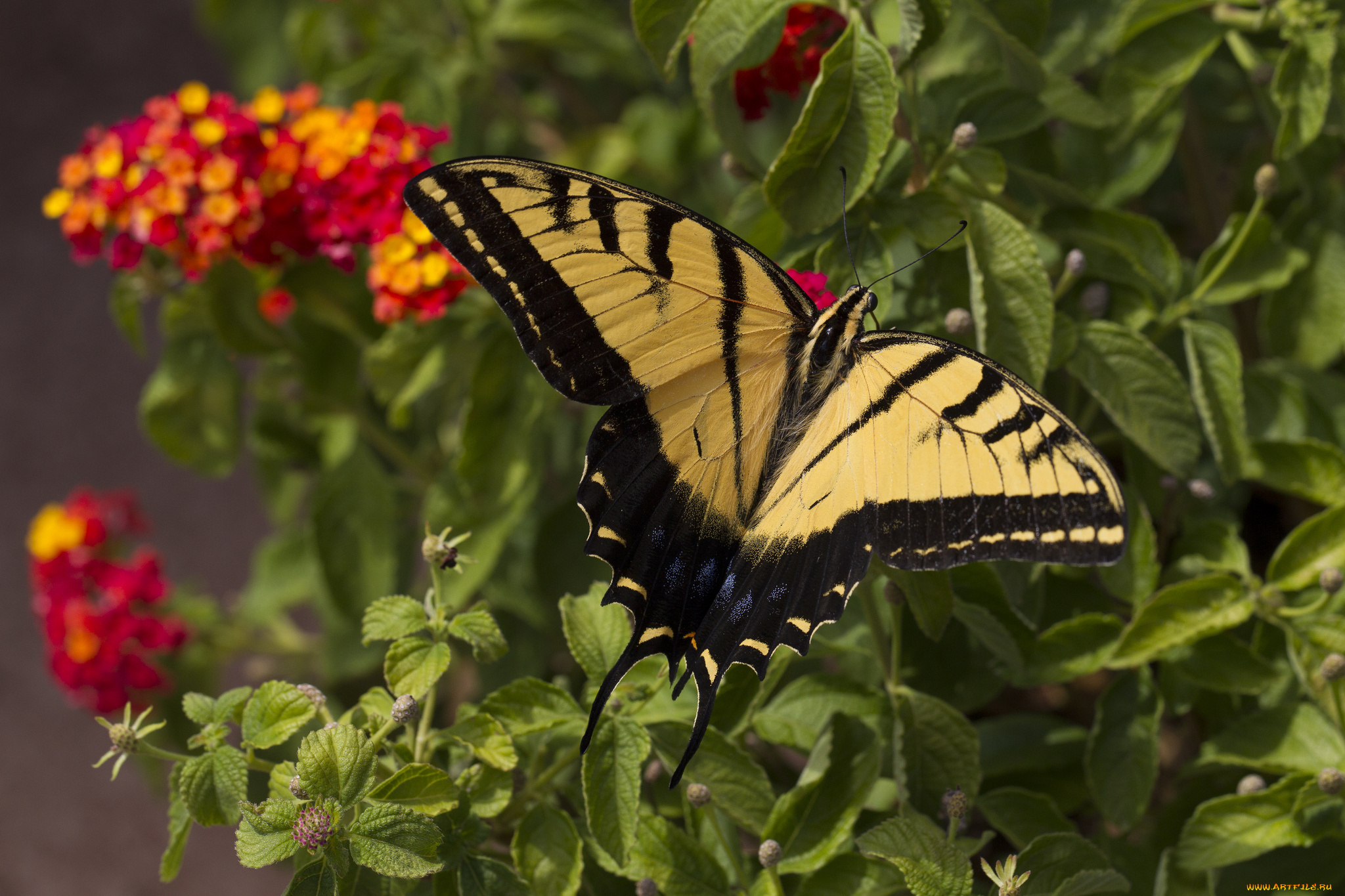 животные, бабочки, , мотыльки, , моли, бабочка