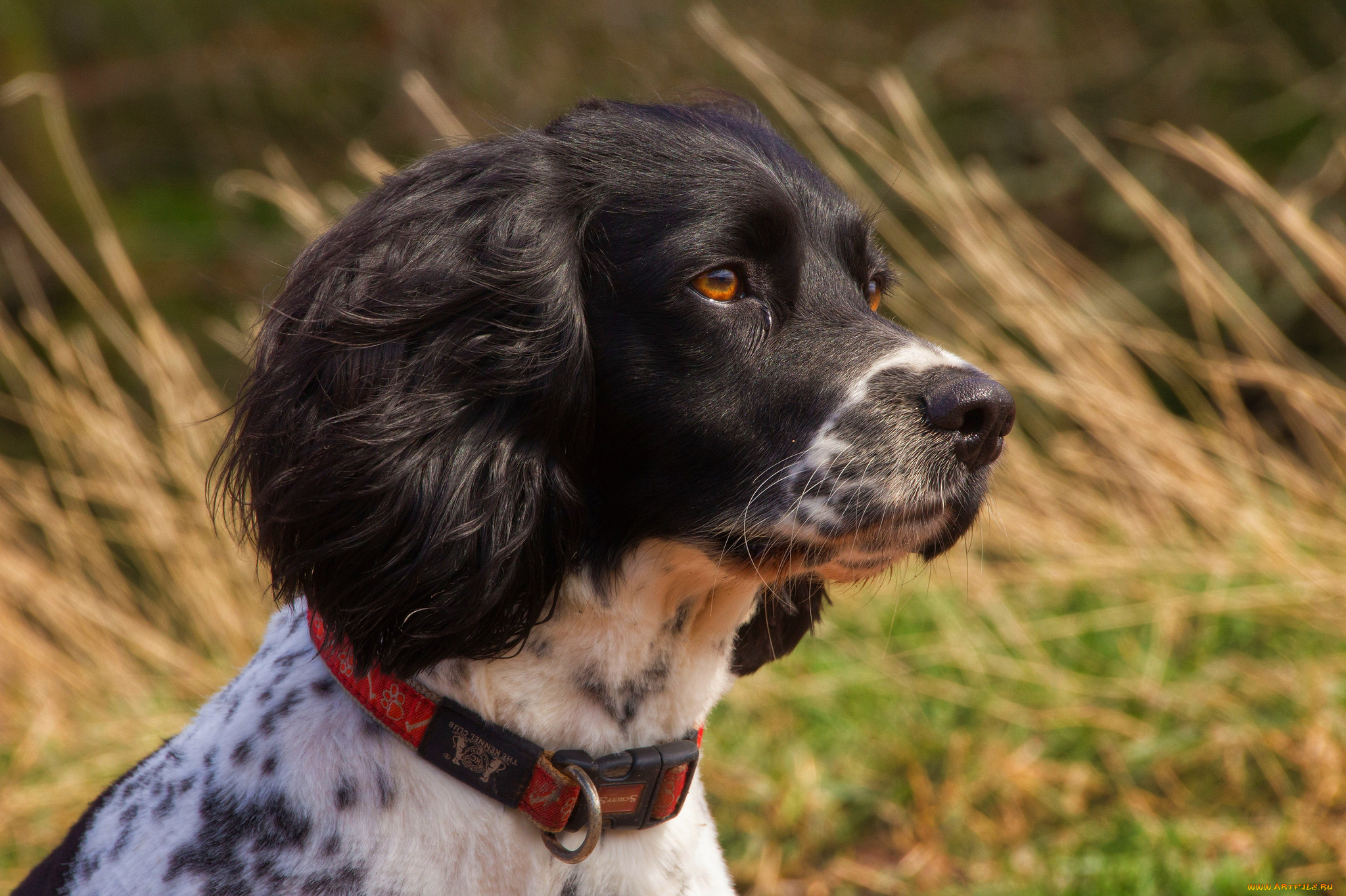 животные, собаки, пес