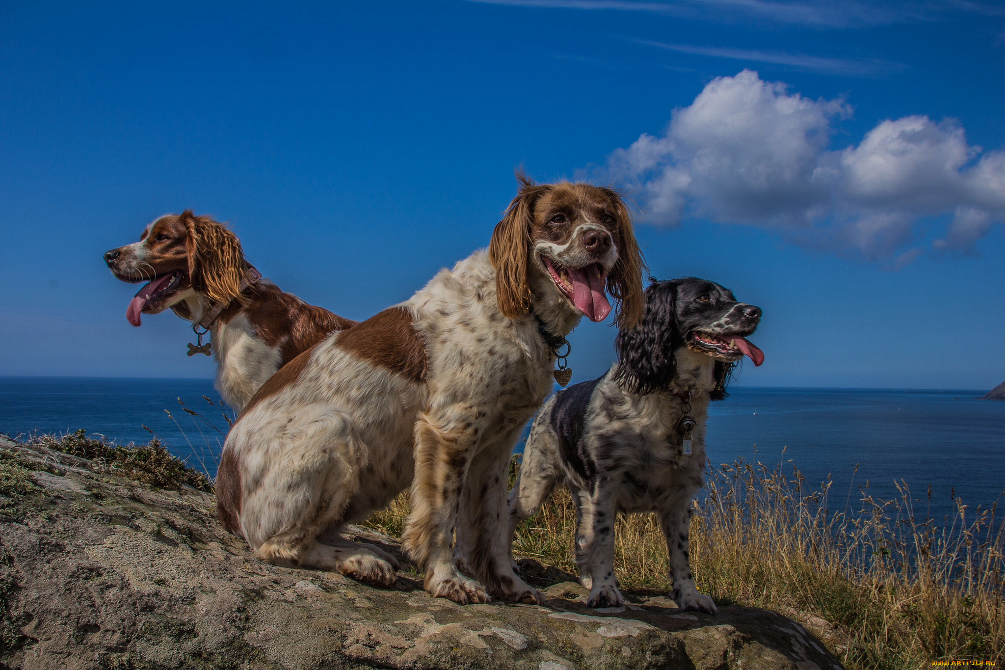 животные, собаки, собачки