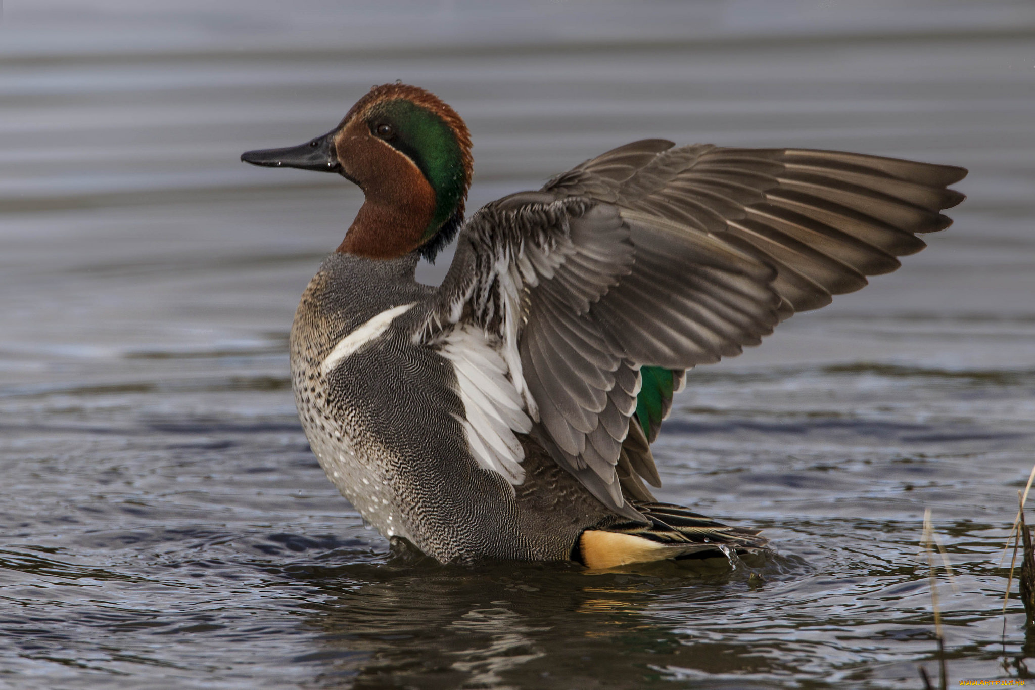 животные, утки, утка