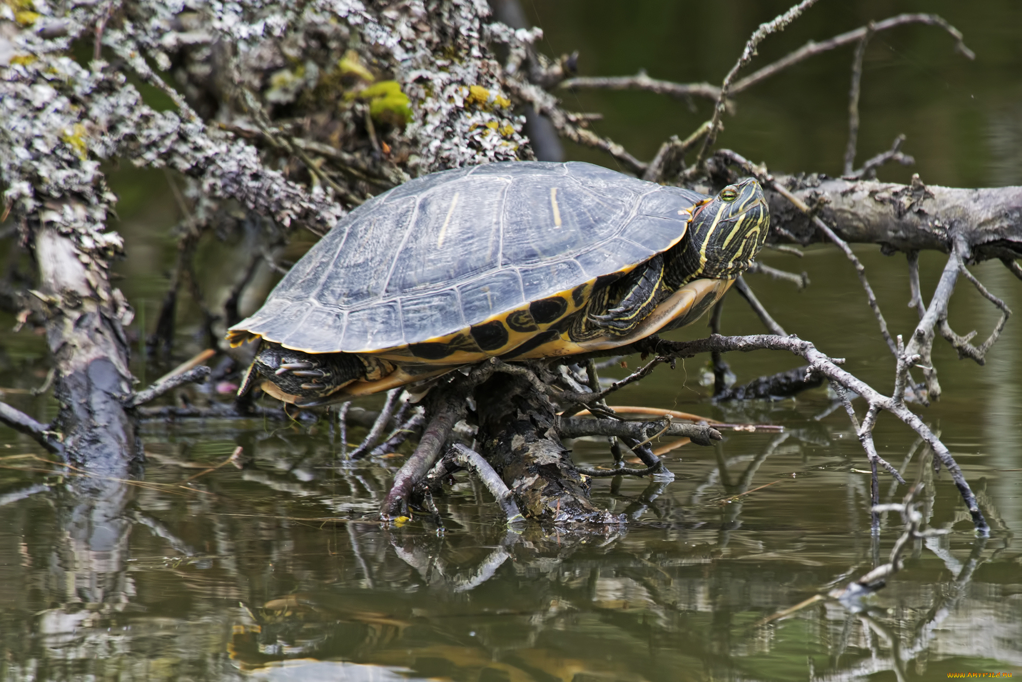 животные, Черепахи, черепаха