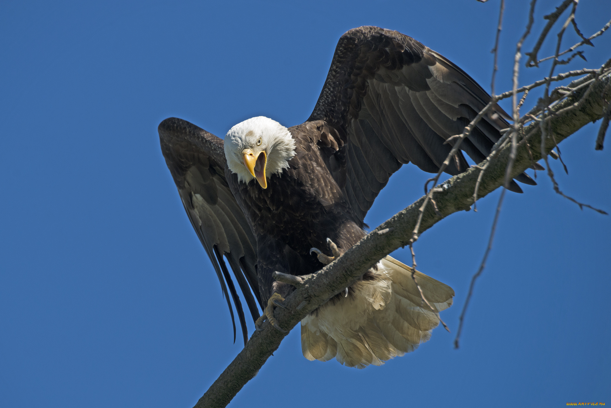 животные, птицы, -, хищники, орлан, белоголовый
