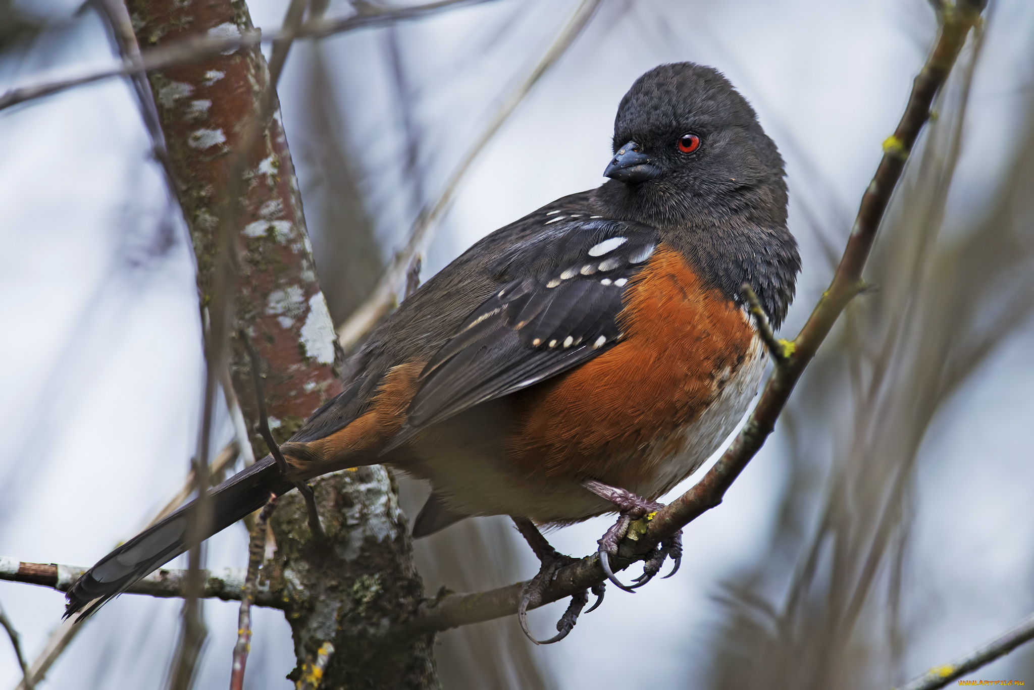 животные, птицы, птичка