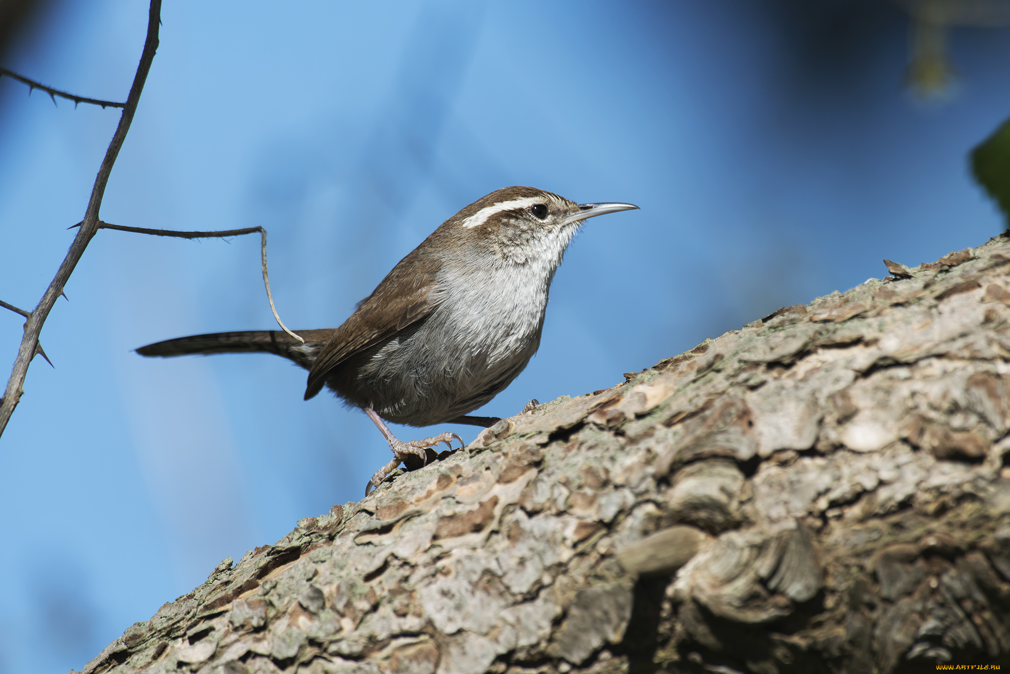 животные, птицы, птичка