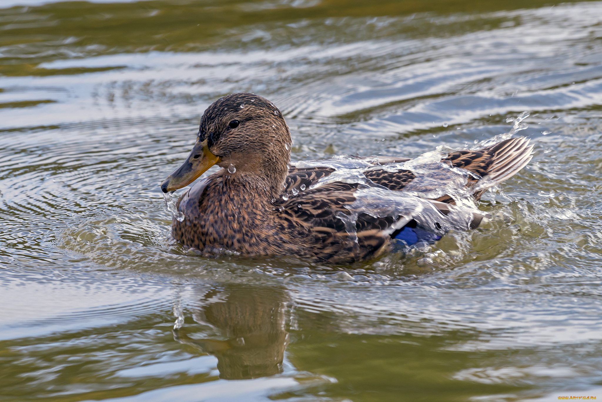 животные, утки, утка
