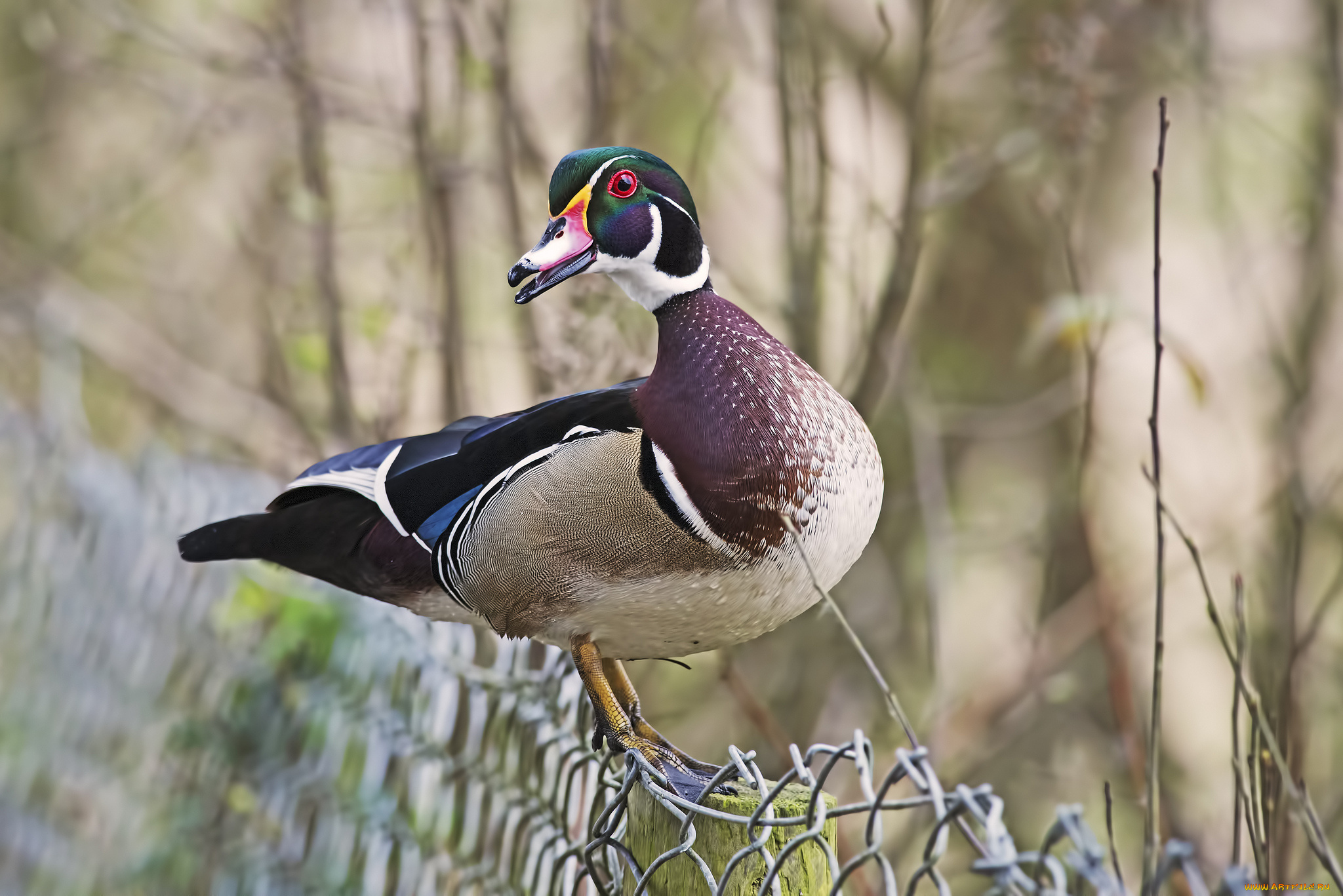 животные, утки, утка