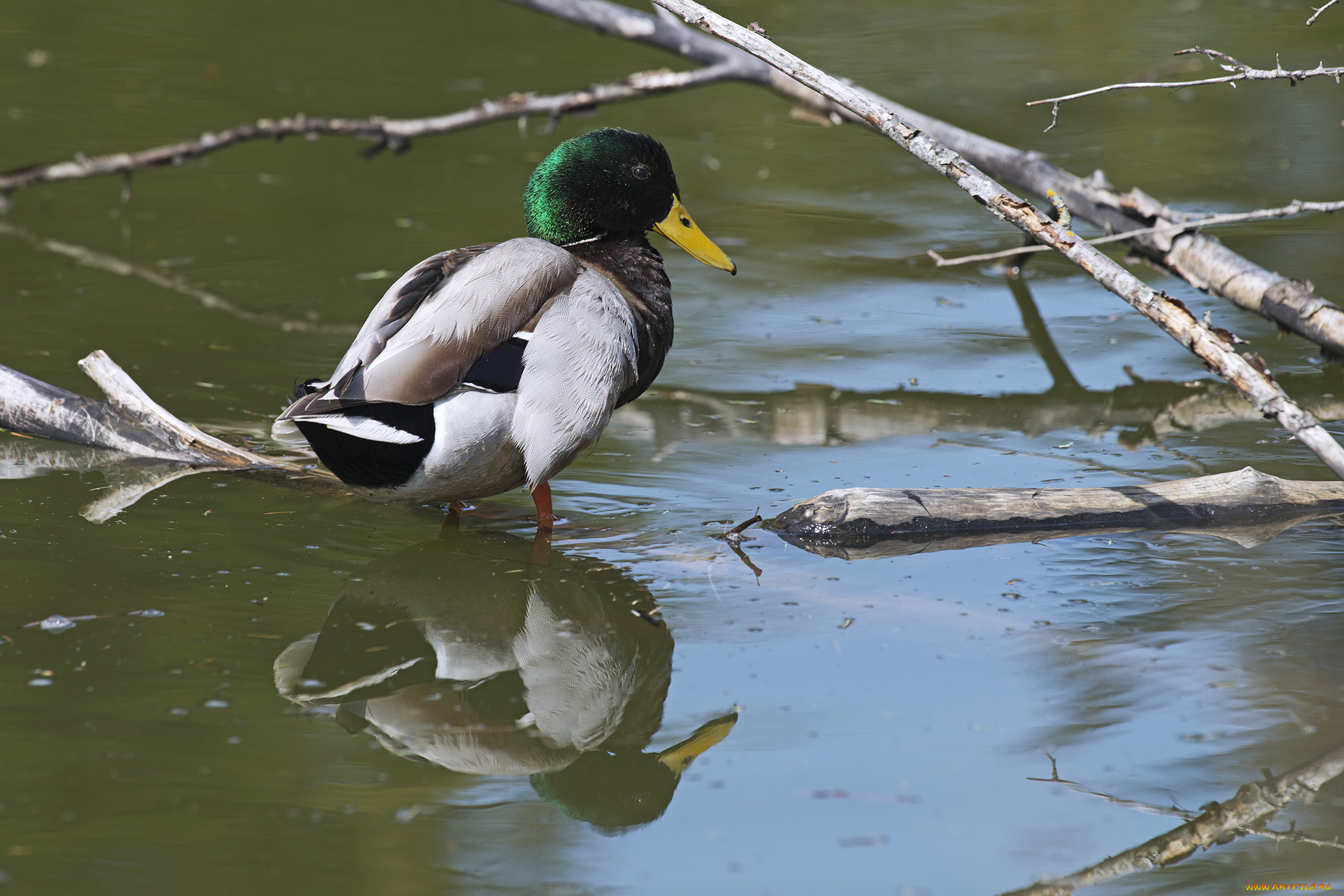 животные, утки, утка
