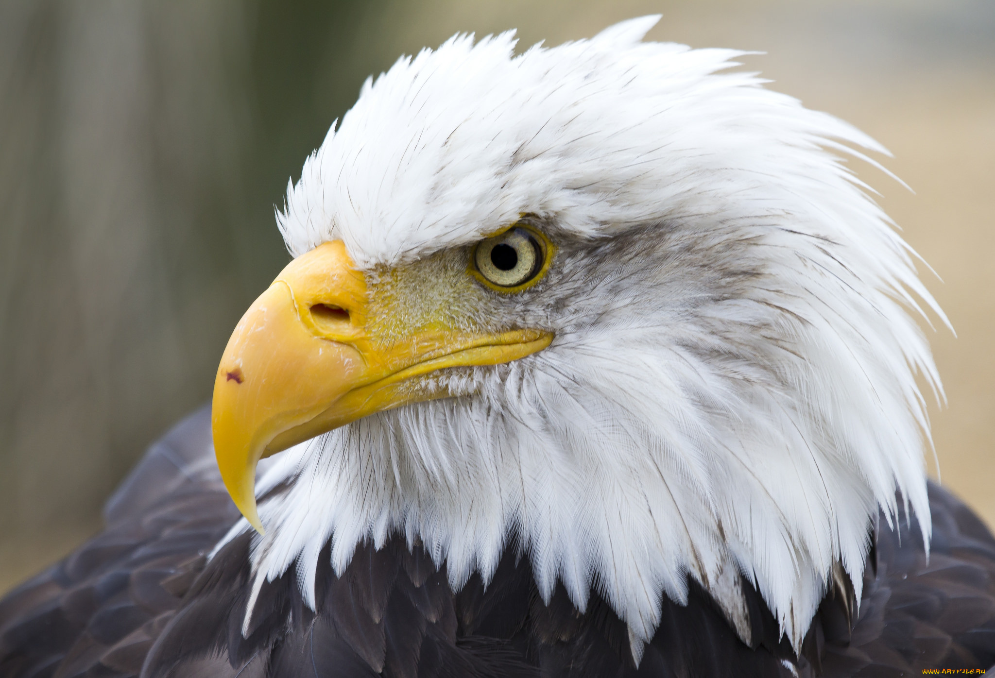 животные, птицы, -, хищники, орлан, белоголовый