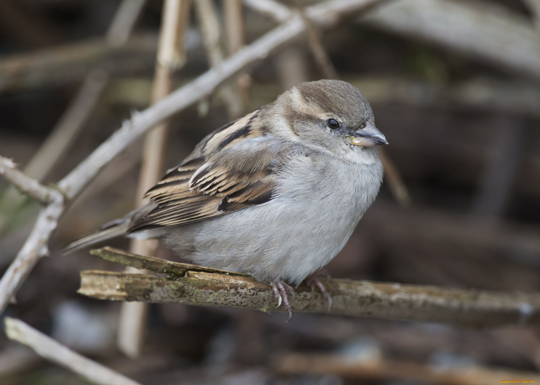 животные, воробьи, птичка