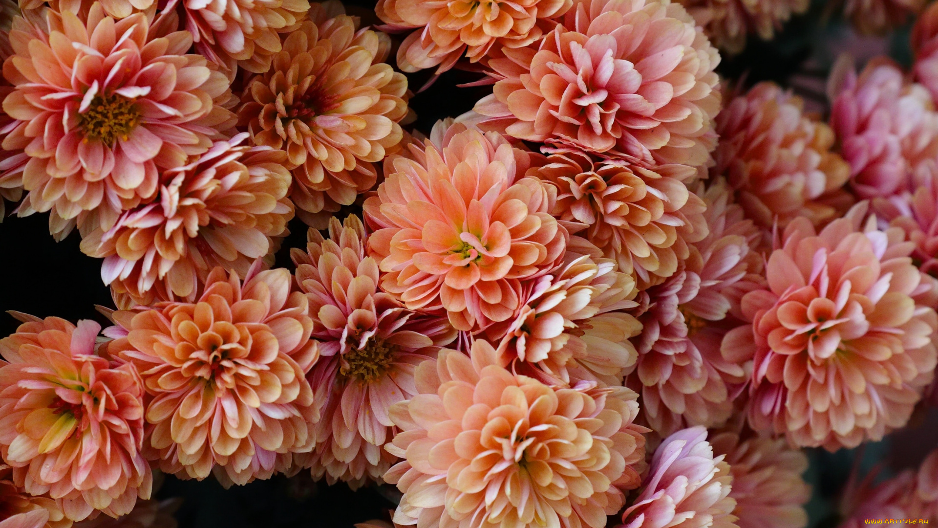 цветы, хризантемы, много, лепестки