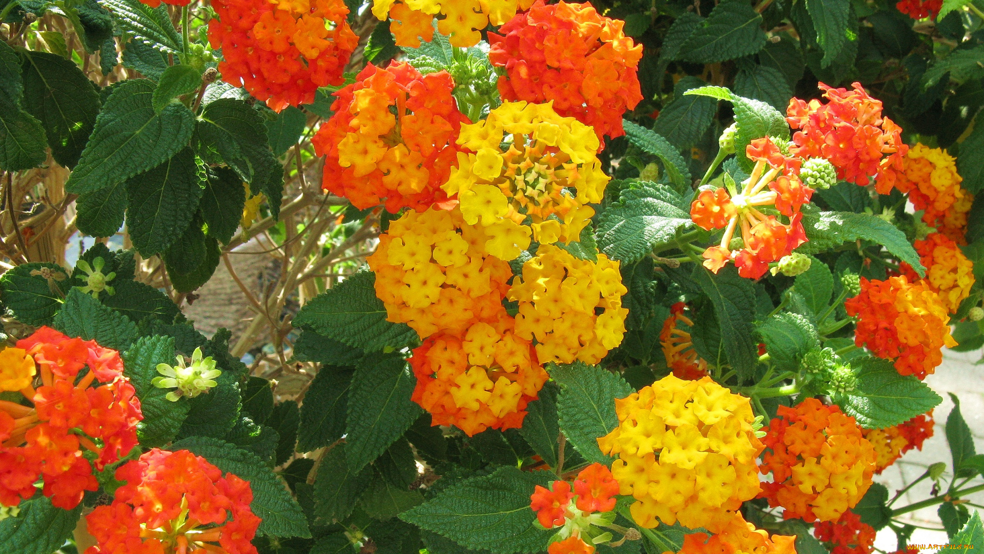 цветы, лантана, бутоны