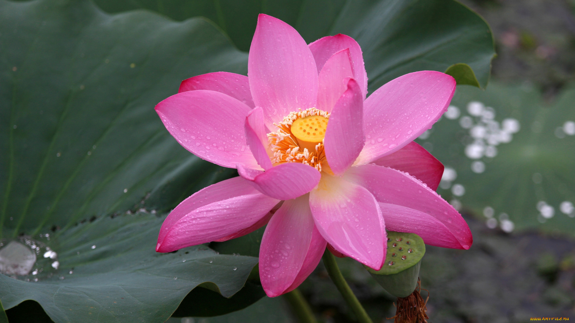 цветы, лотосы, фон, лепестки, макро, листья