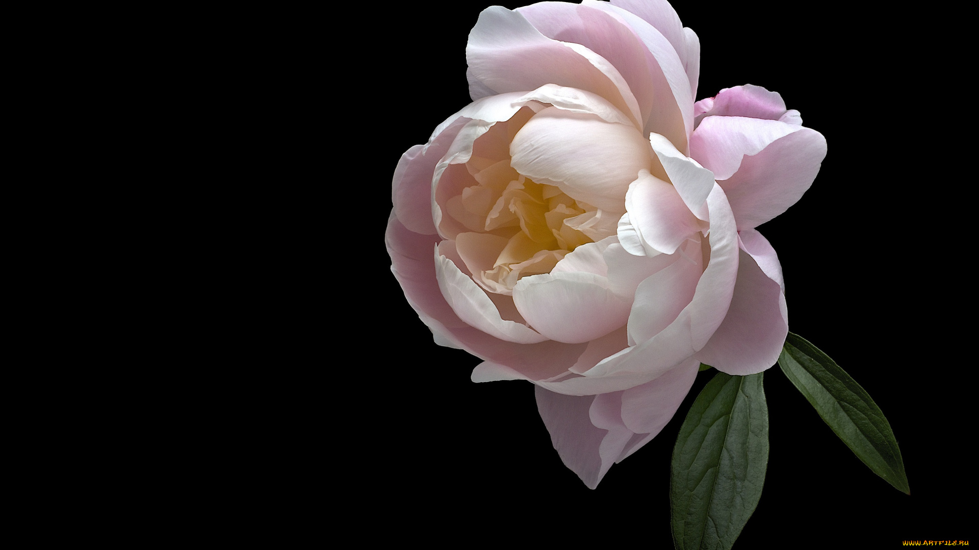 цветы, пионы, черный, фон, пион, цветок