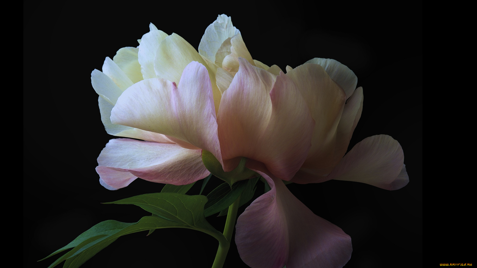 цветы, пионы, цветок, черный, пион, фон