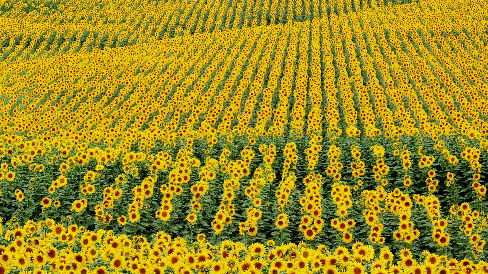 цветы, подсолнухи, поле, подсолнух