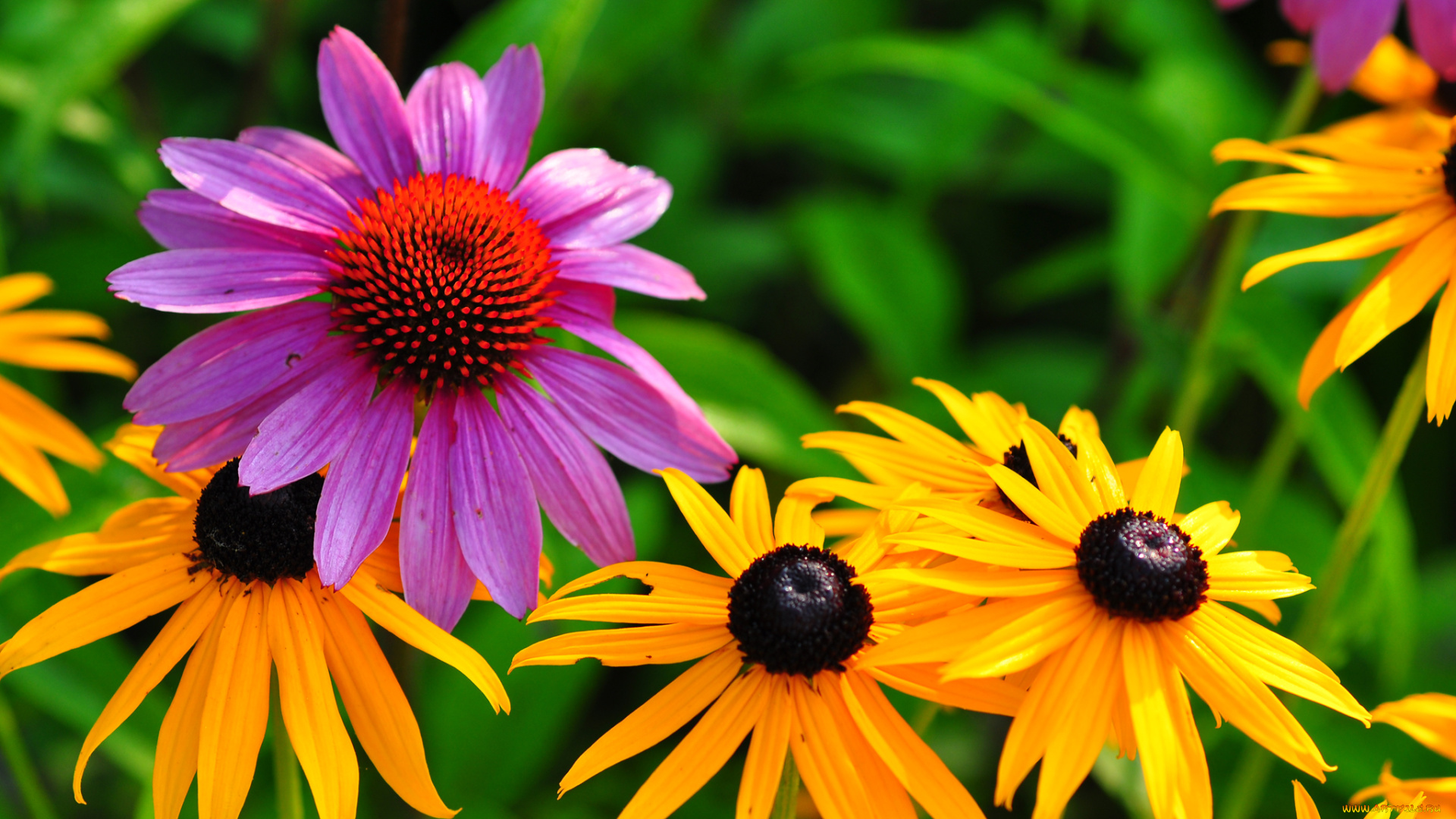 цветы, разные, вместе, природа, сад, луг, лепестки, эхинацея, растение