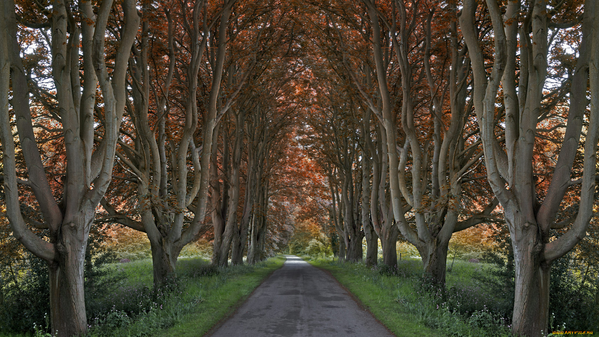 природа, дороги, дорожка, аллея