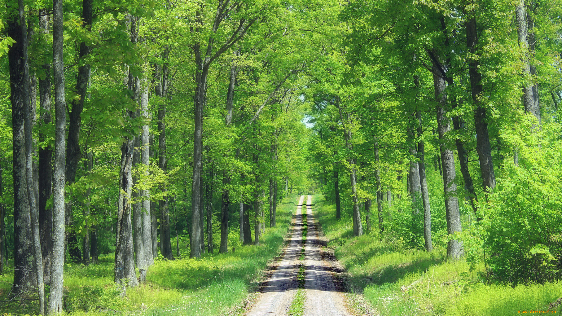 природа, дороги, лес, тропа