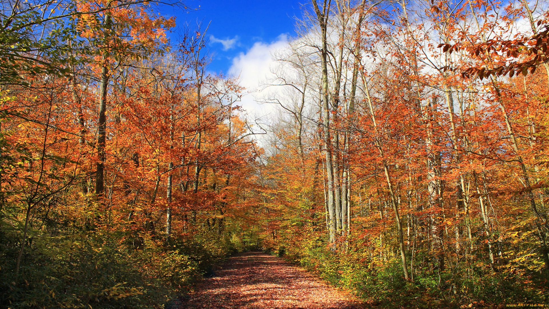 природа, дороги, осень