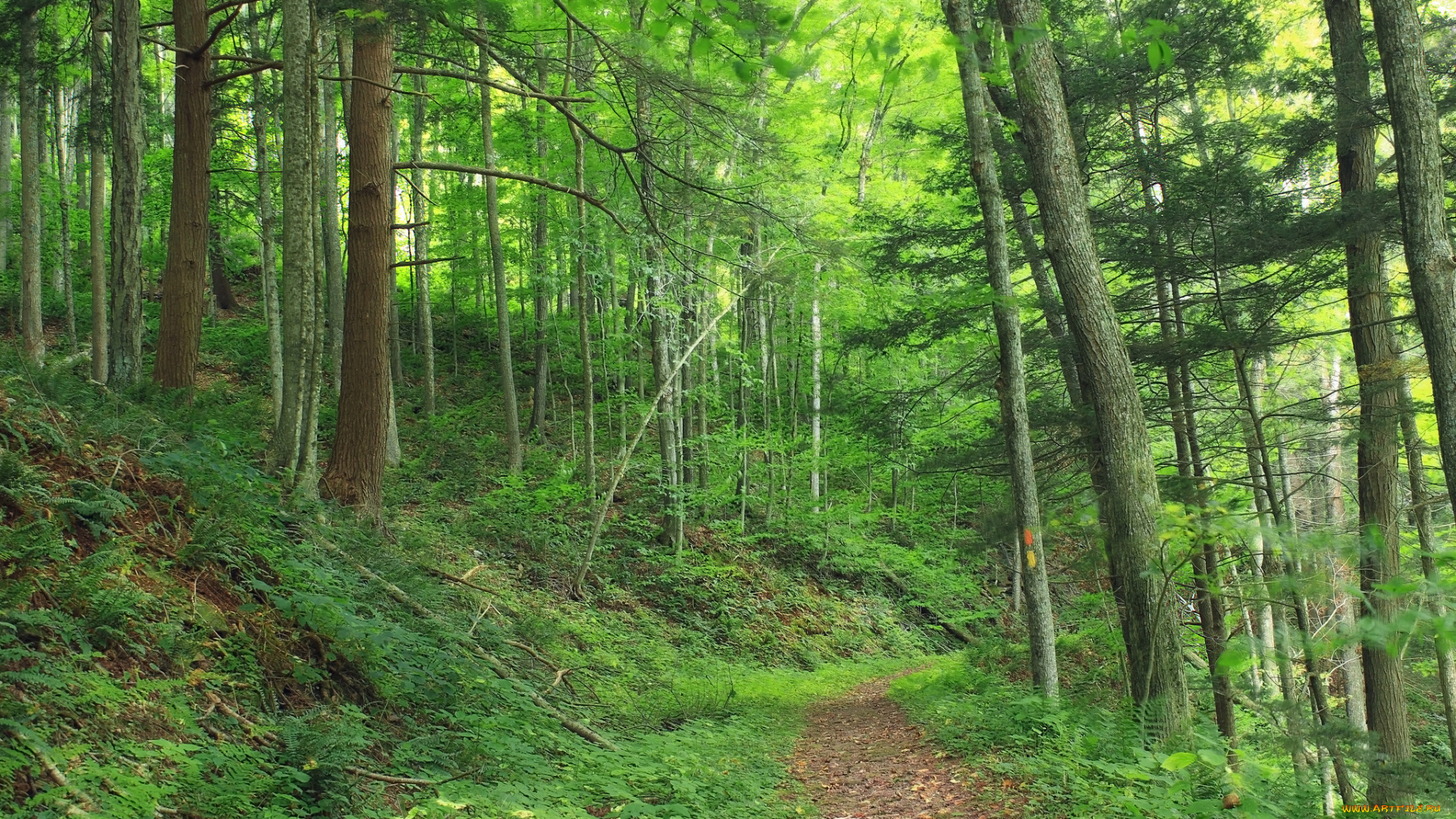 природа, дороги, тропа, лес
