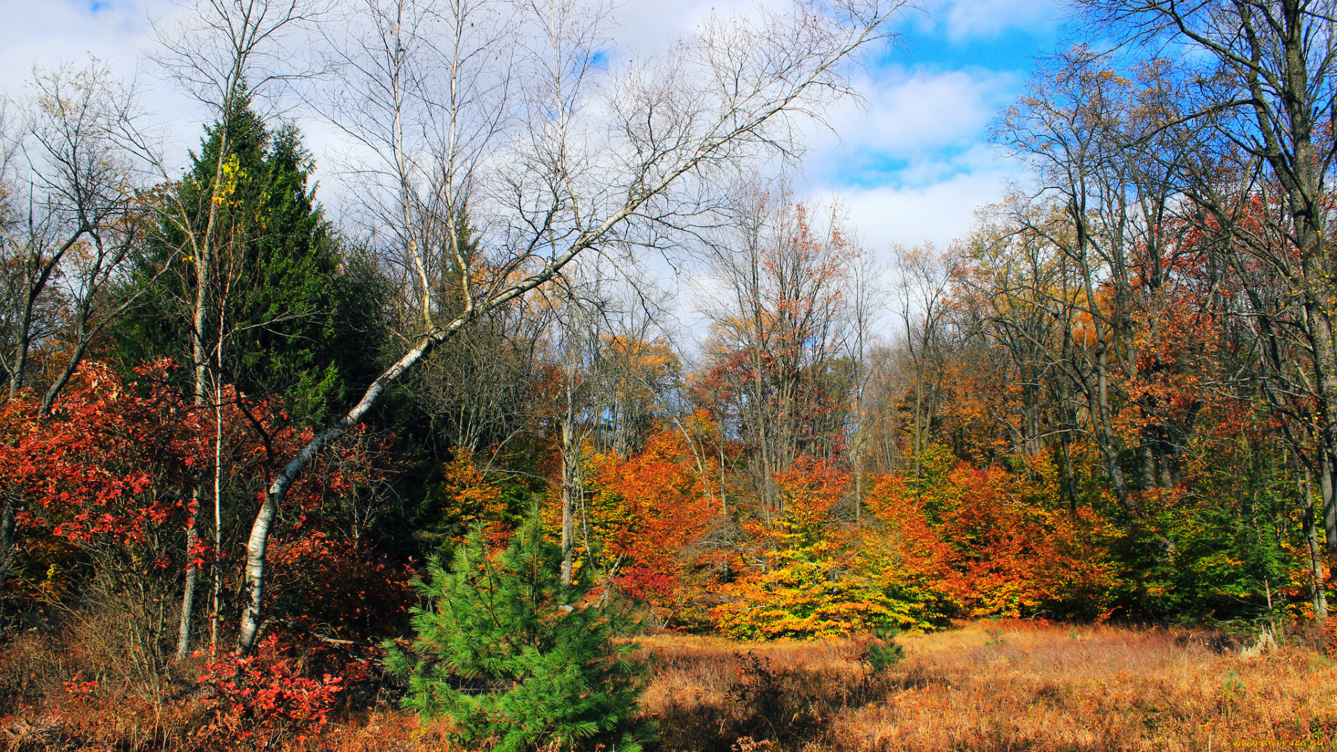 природа, лес, осень