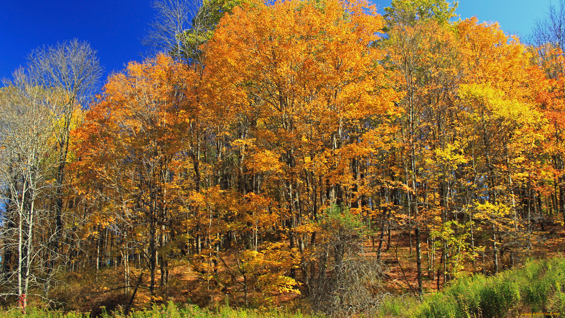 природа, лес, осень