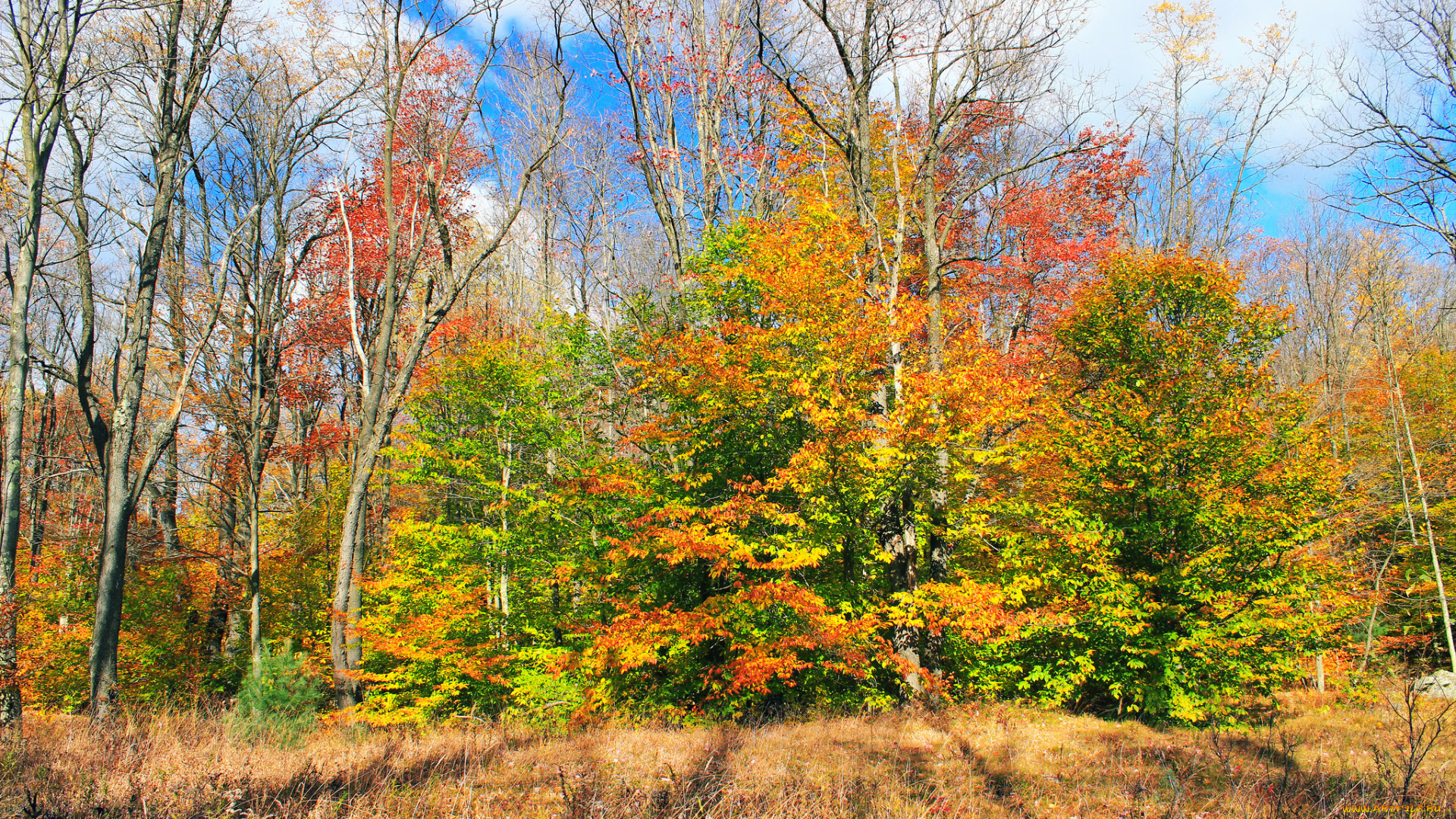 природа, лес, осень