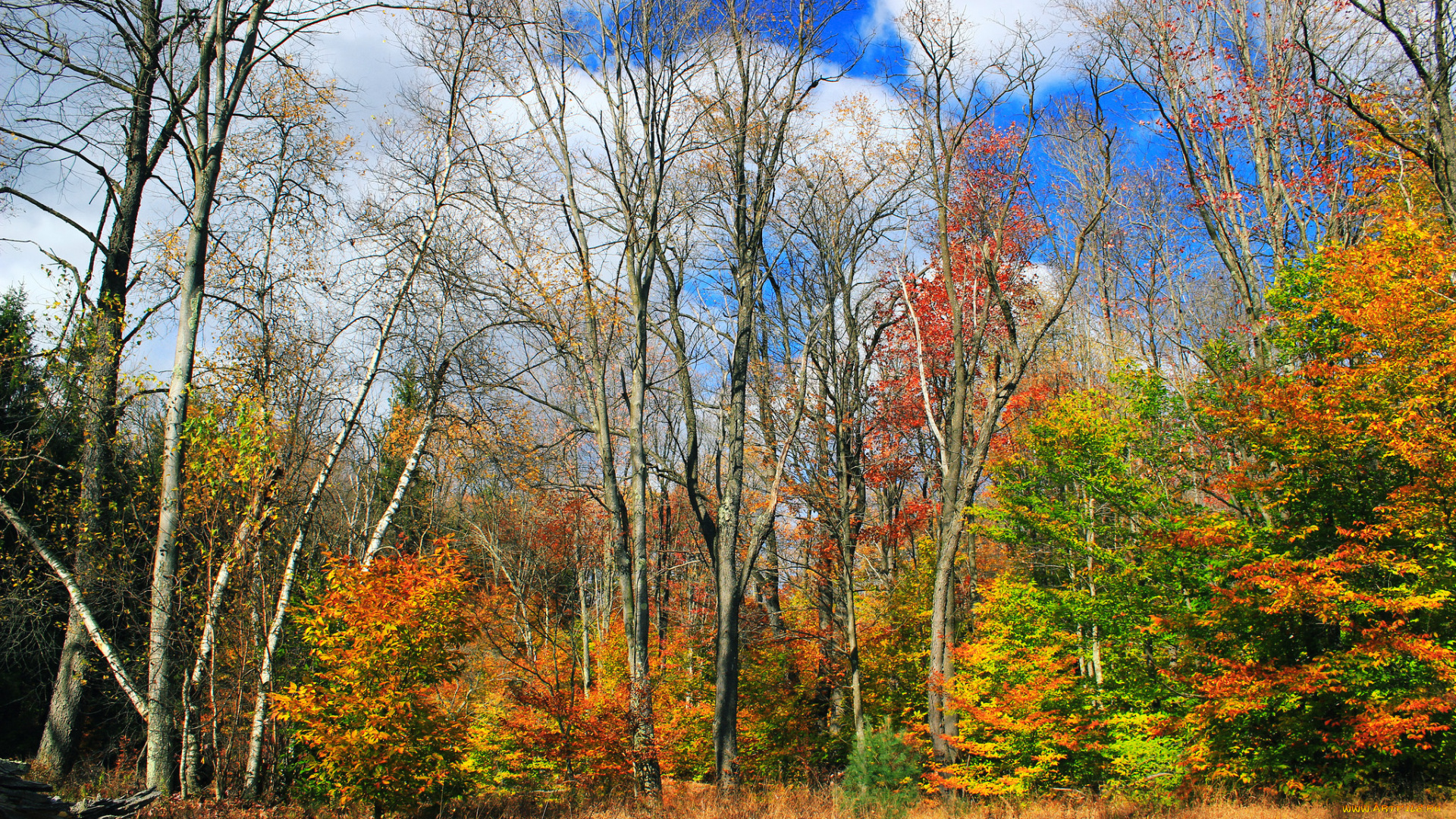 природа, лес, осень