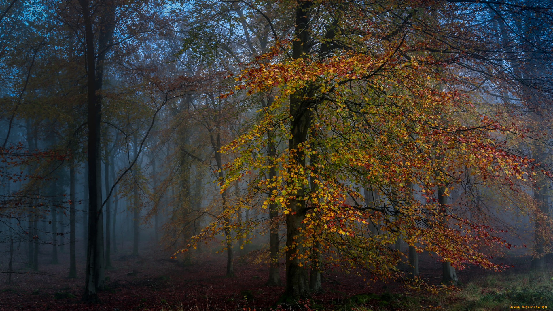 природа, лес, осень