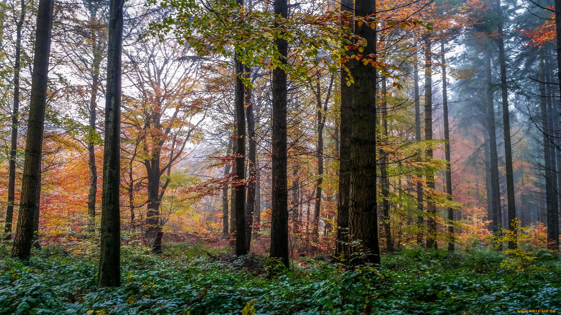 природа, лес, осень