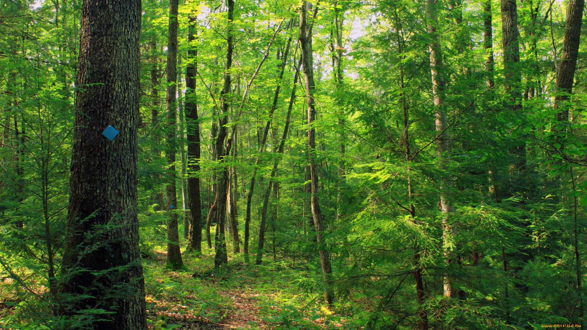 природа, лес, тропа