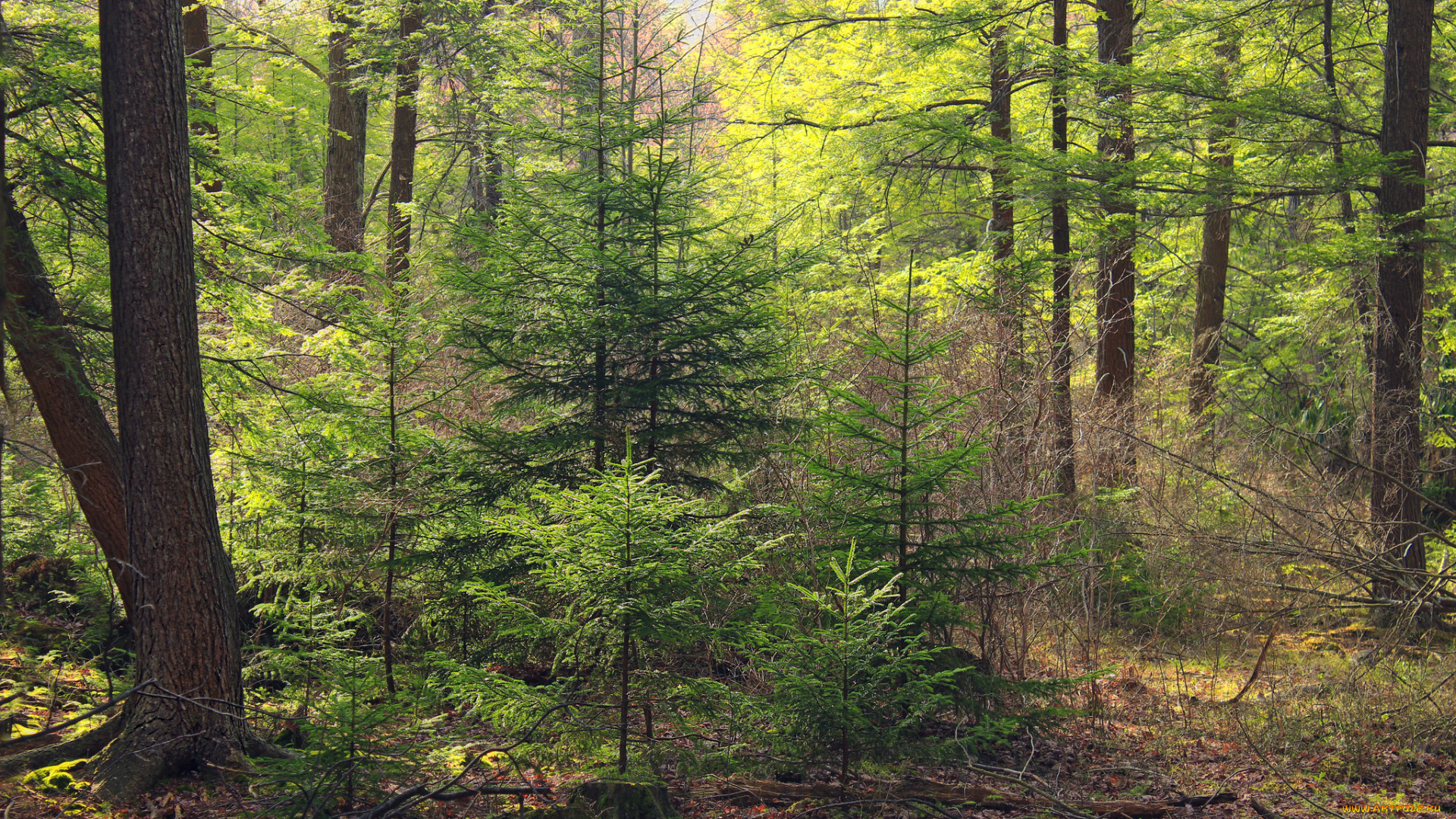 природа, лес, тропинка