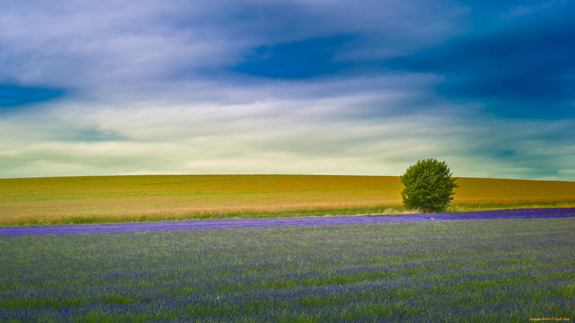 природа, луга, дерево, лаванда, поле, луг, облака, небо