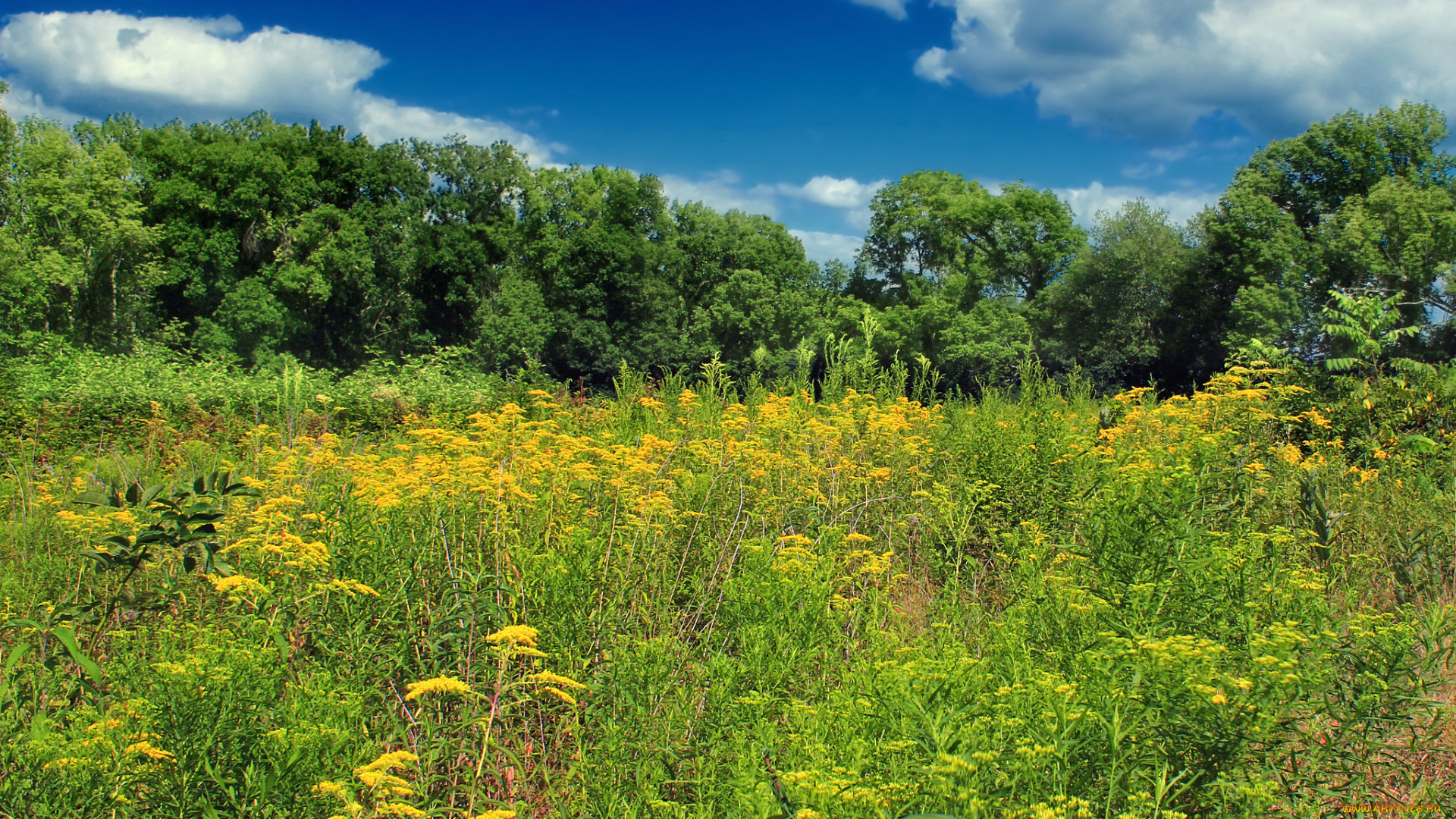 природа, луга, полянка, лес