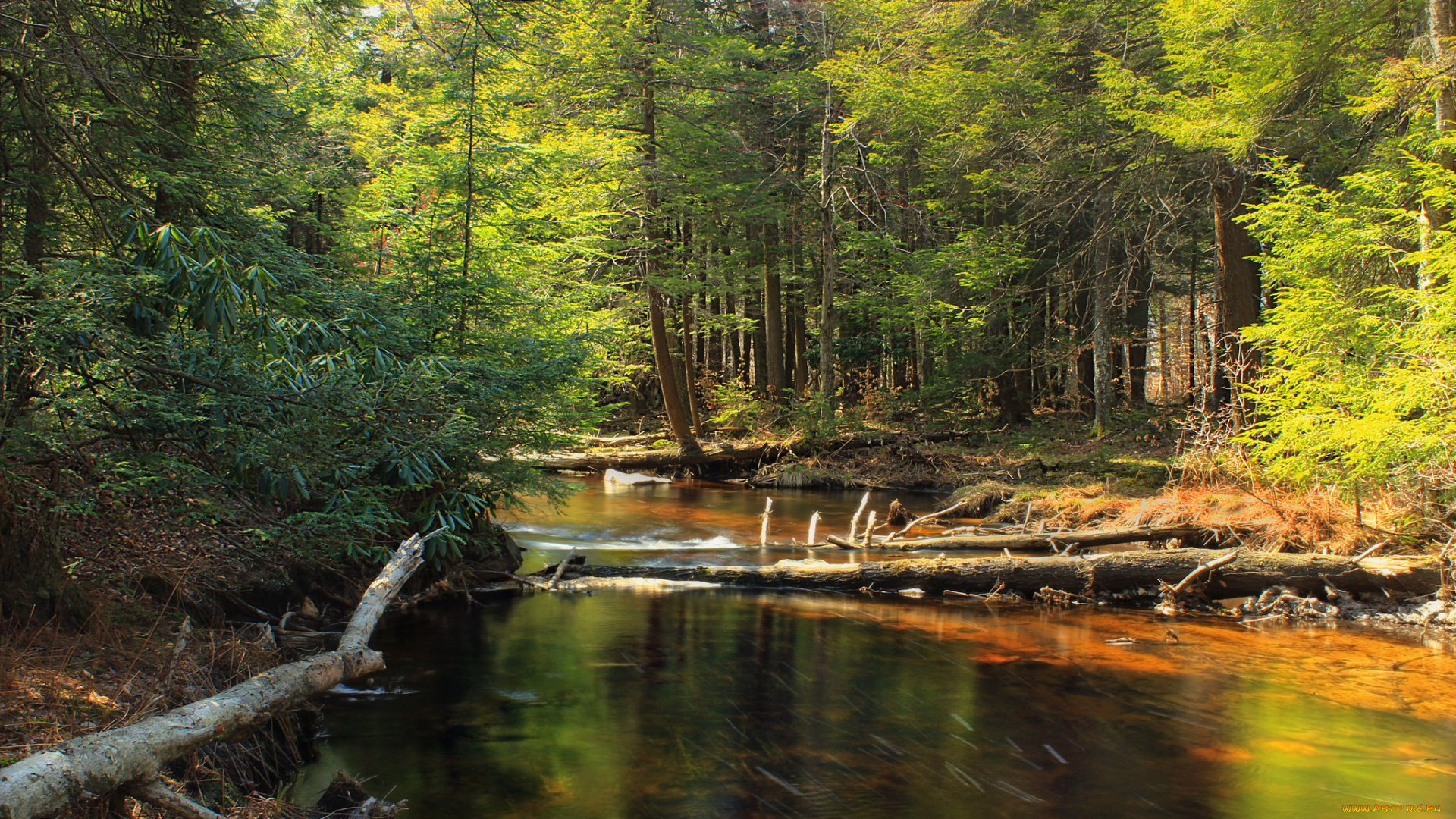 природа, реки, озера, лес, река