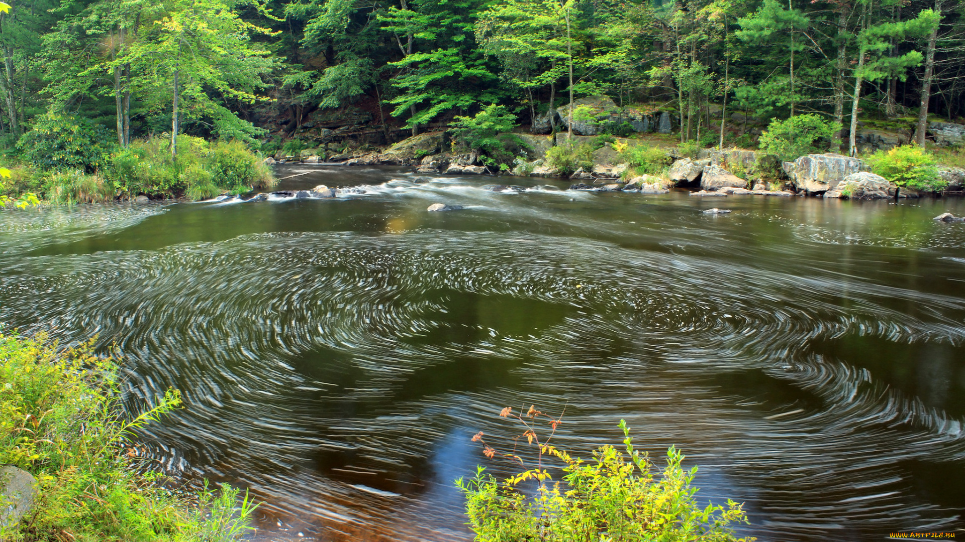 природа, реки, озера, река, лес