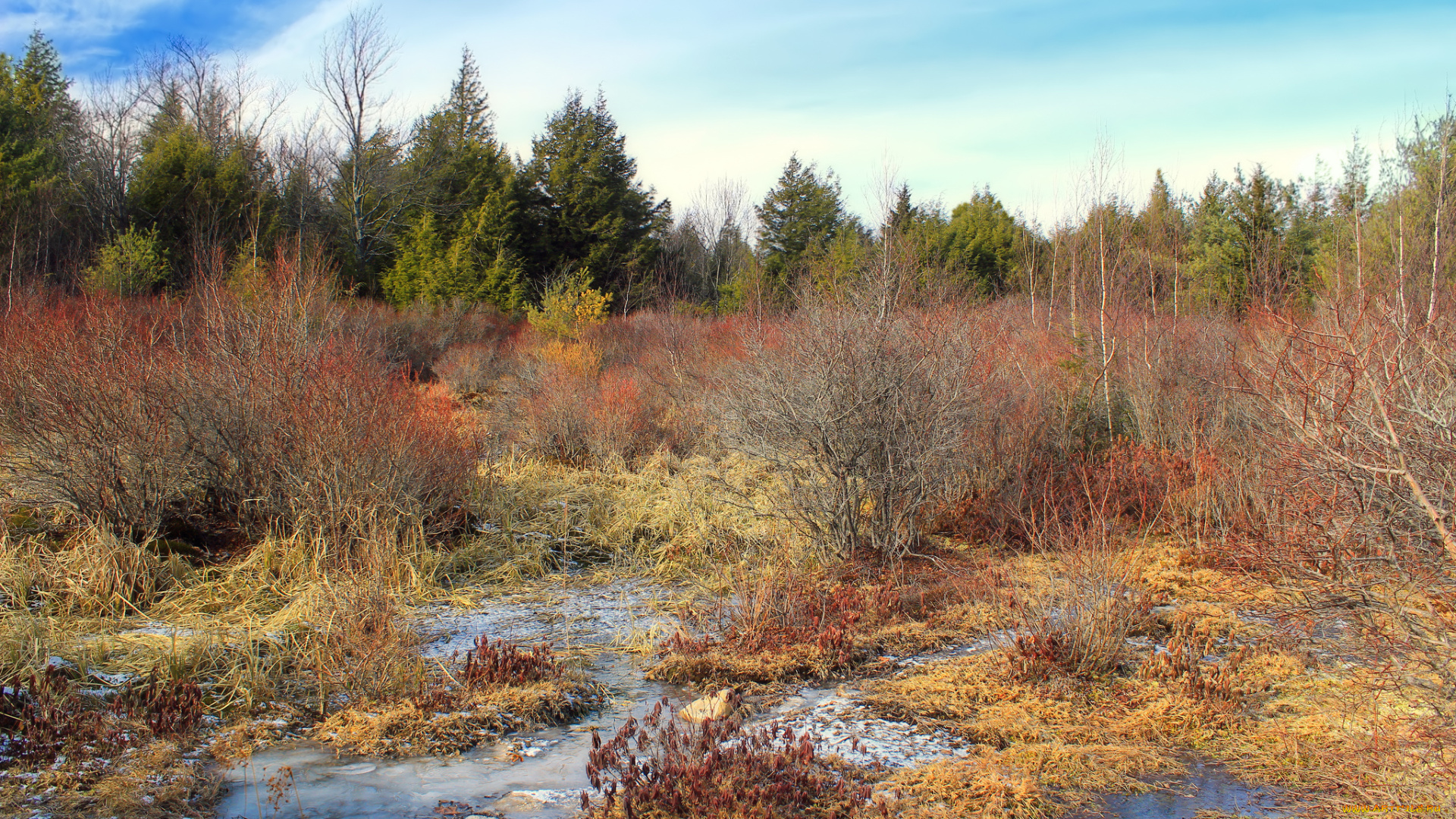 природа, реки, озера, река, лес