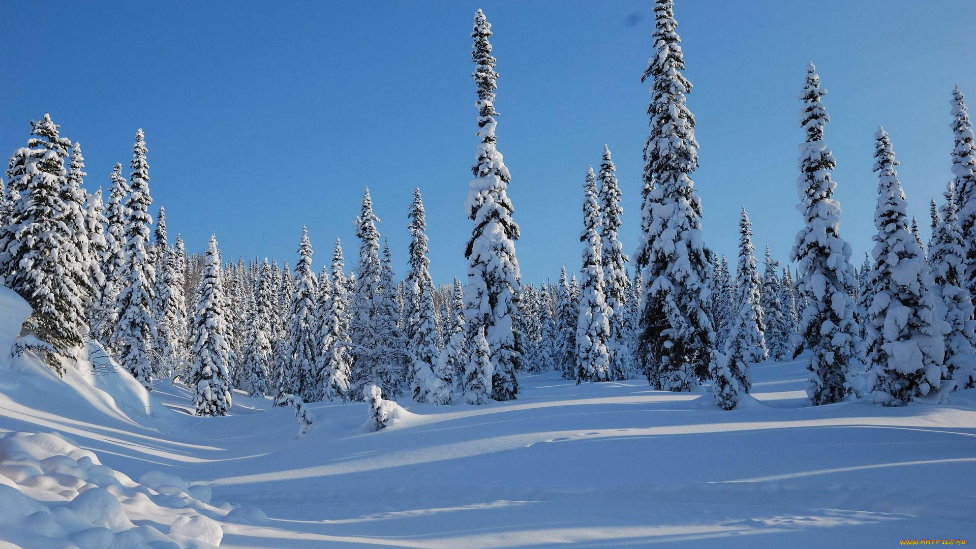 природа, зима, небо, деревья, лес, ёлки, снег