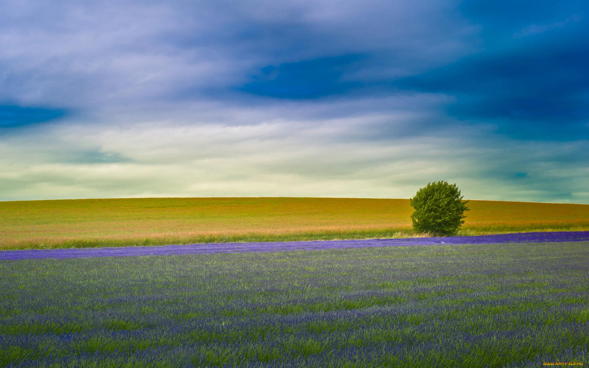 природа, луга, дерево, лаванда, поле, луг, облака, небо