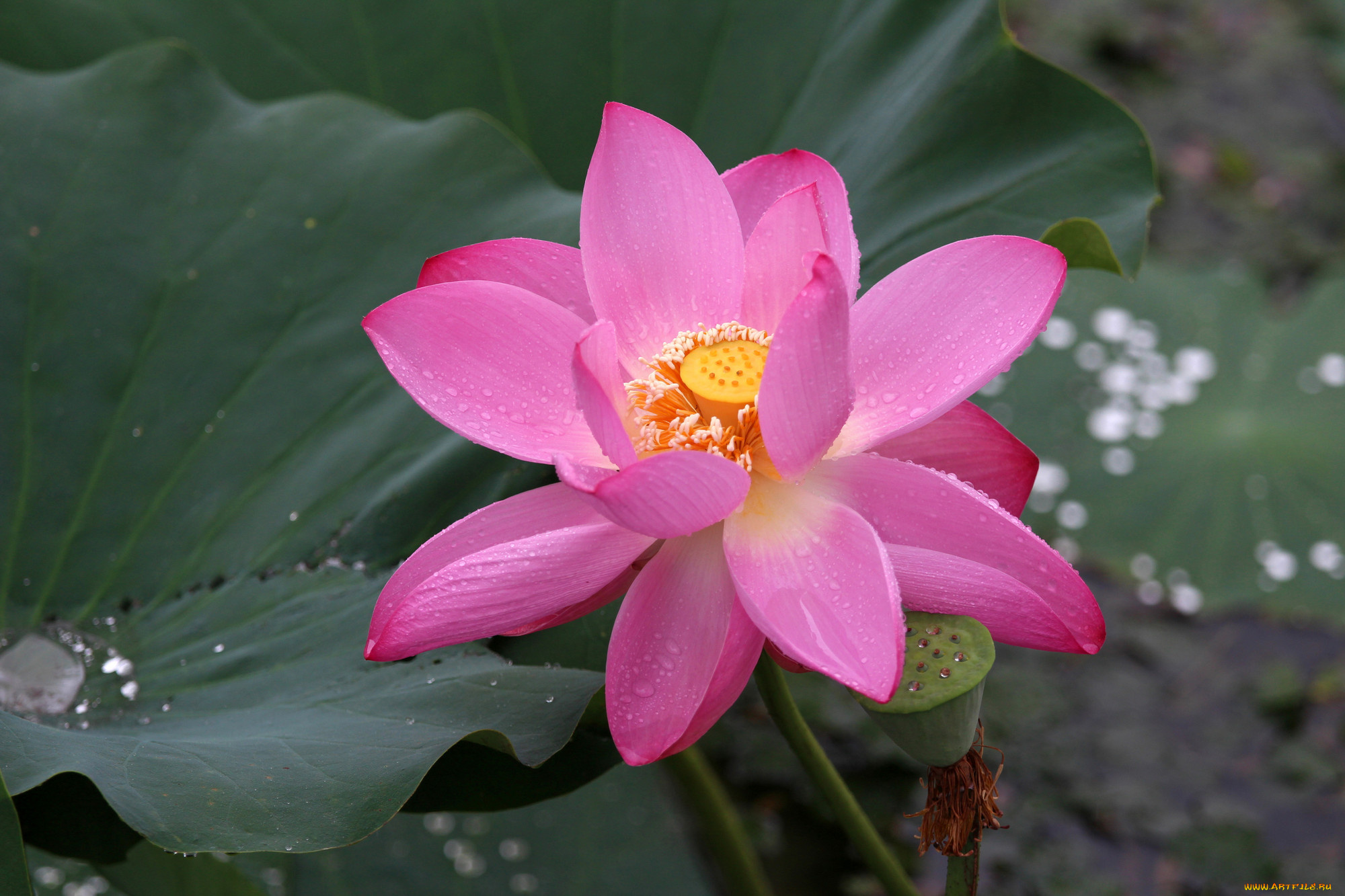 цветы, лотосы, фон, лепестки, макро, листья