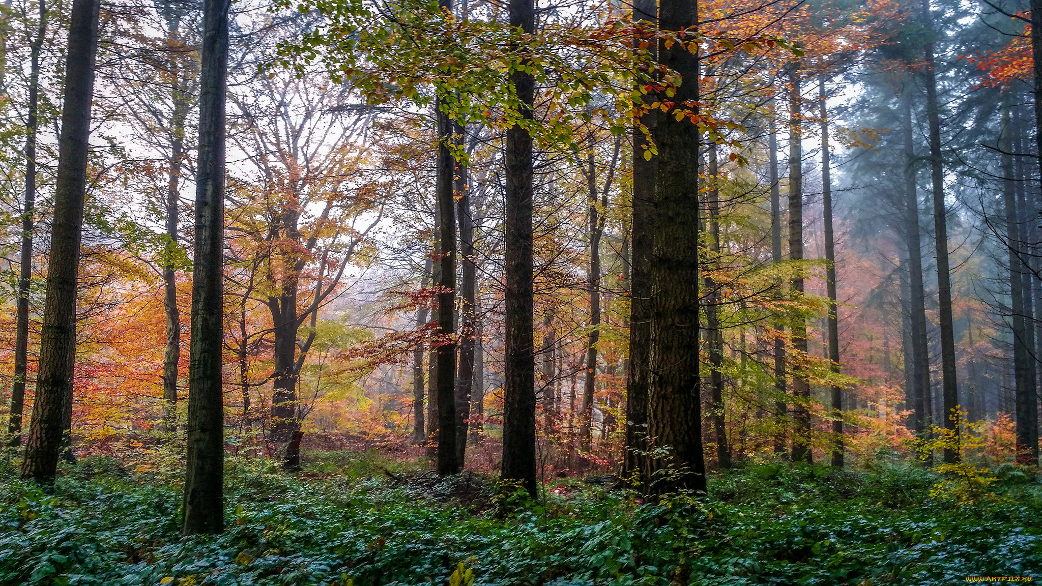 природа, лес, осень