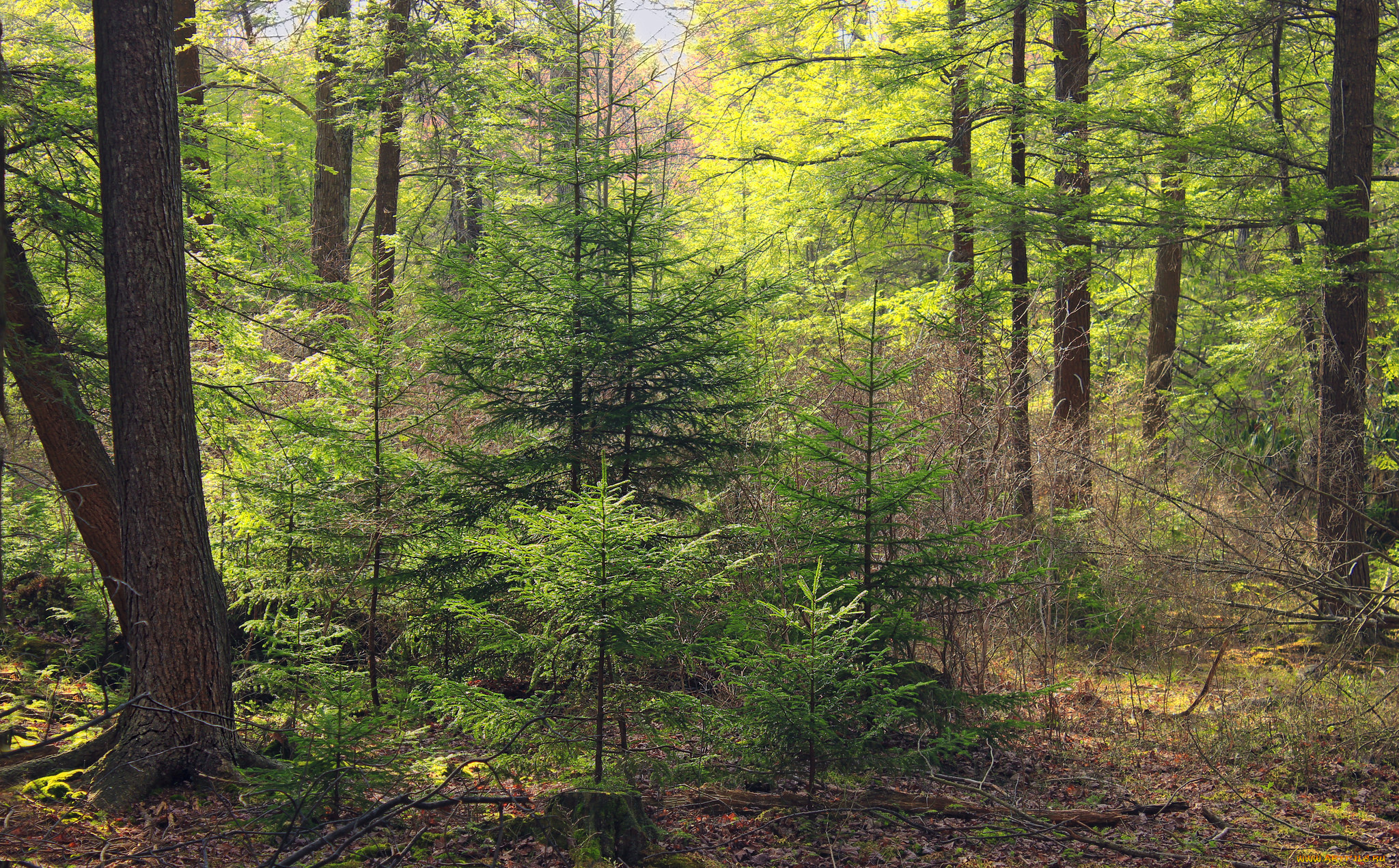 природа, лес, тропинка