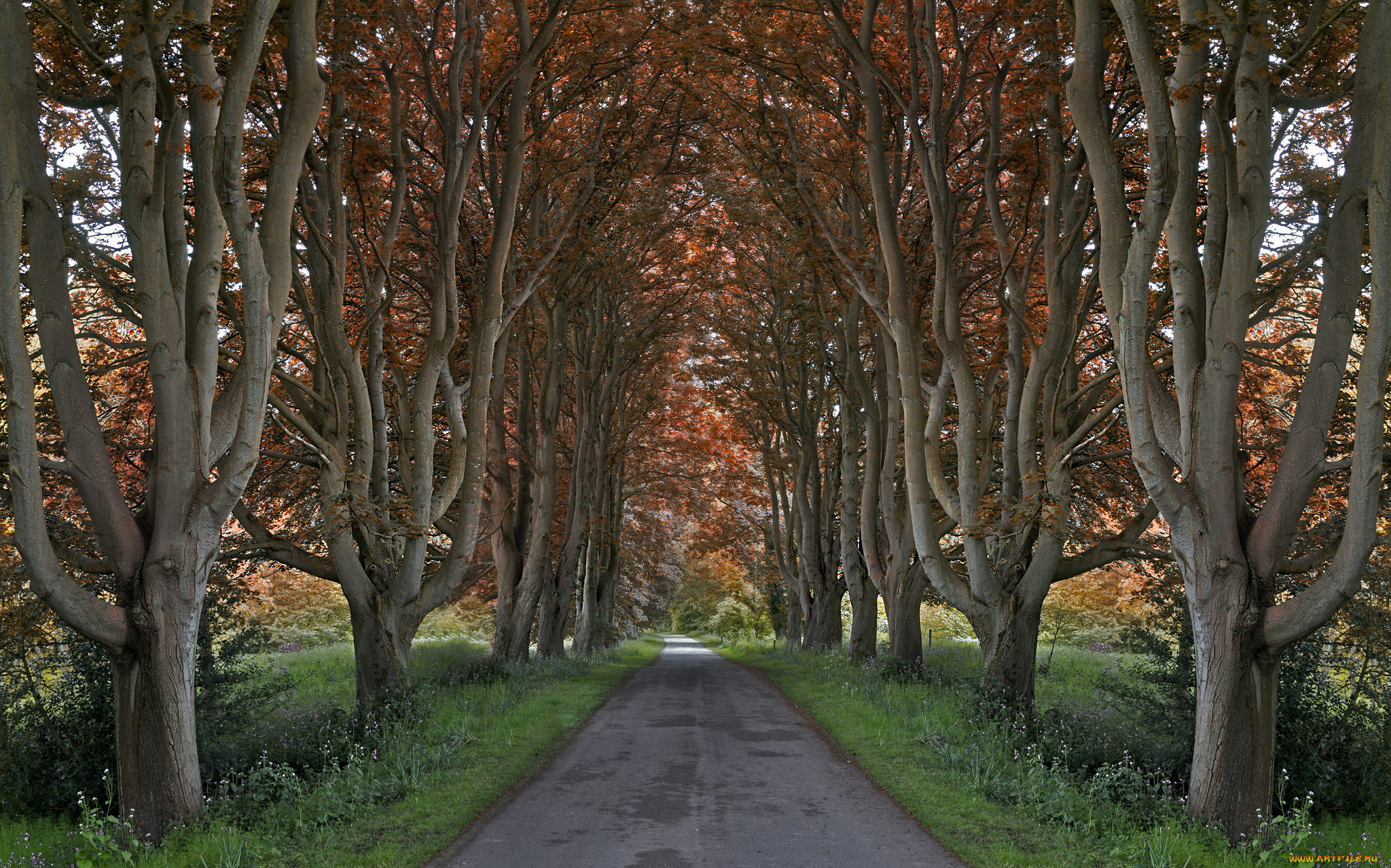 природа, дороги, дорожка, аллея