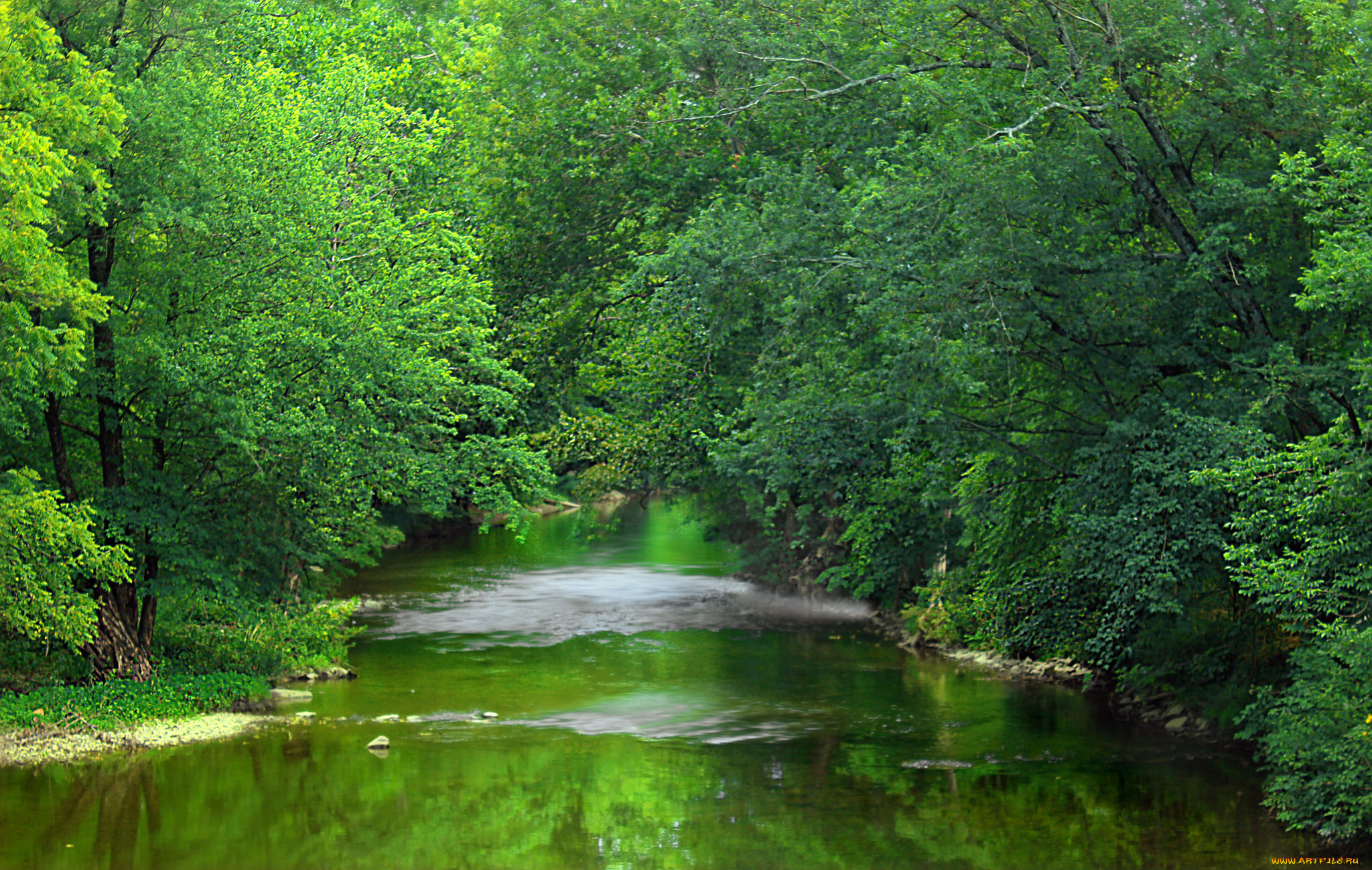 природа, реки, озера, лес, река