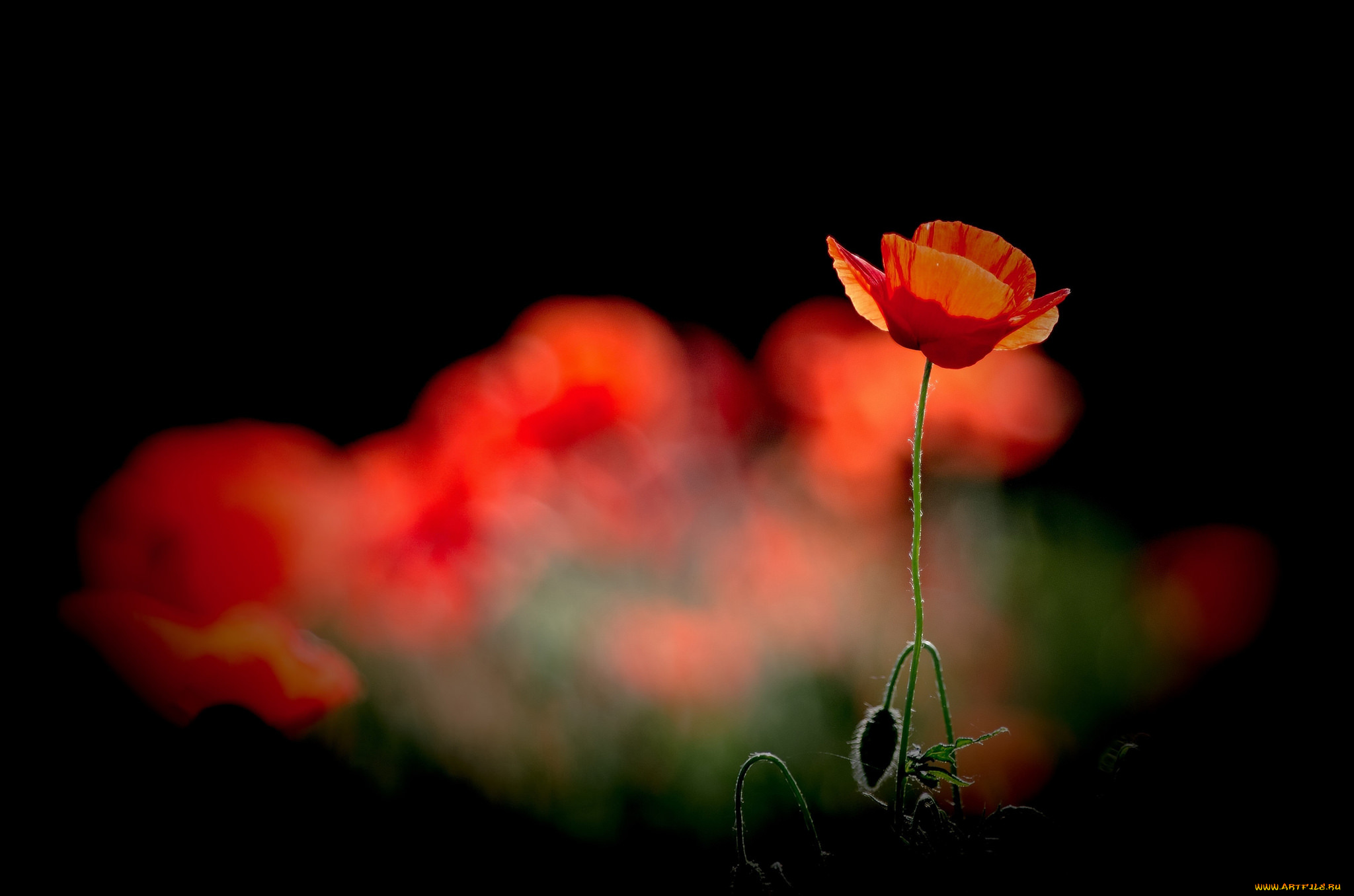 цветы, маки, фон, стебель, лепестки, мак