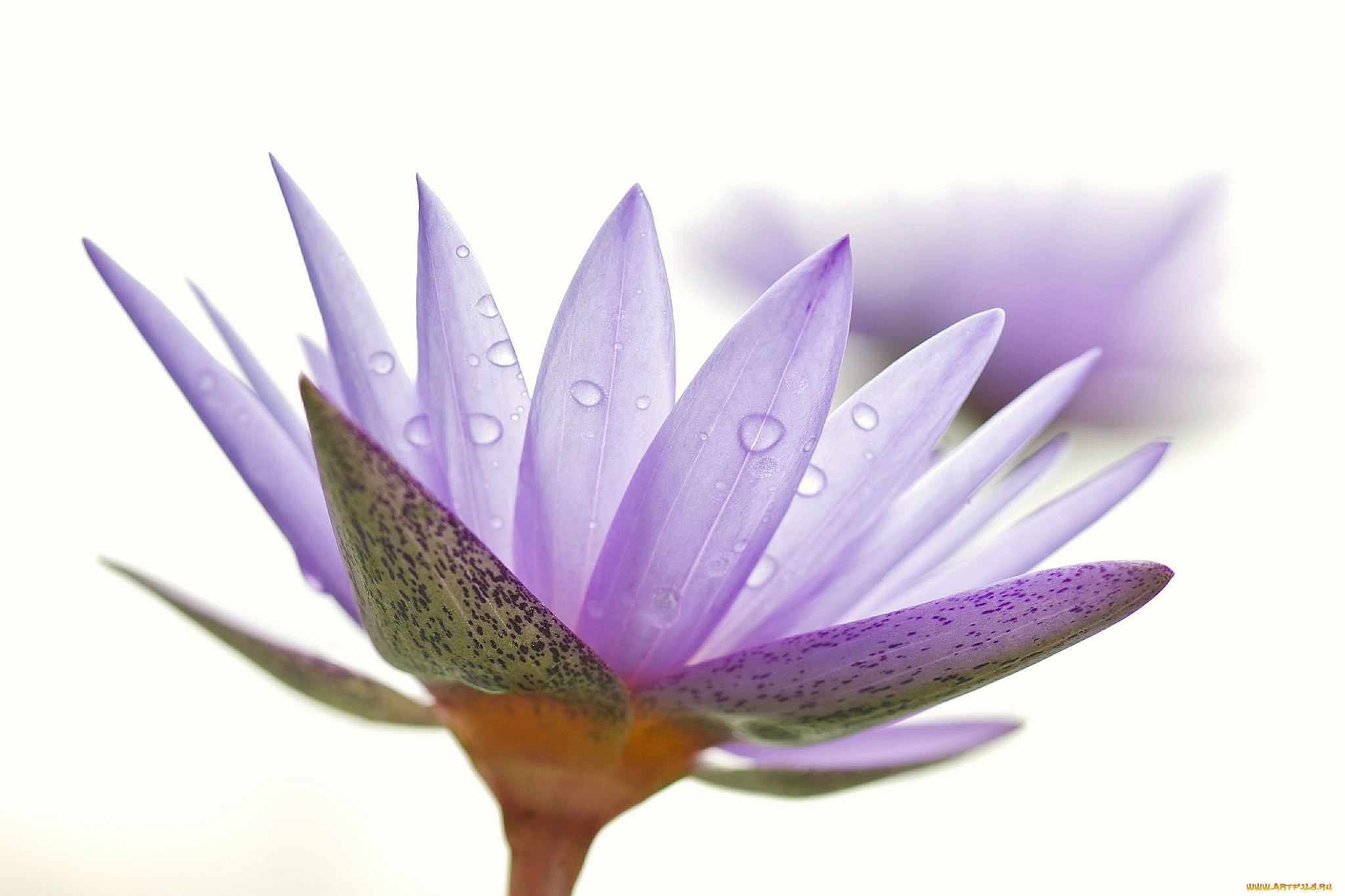 цветы, лилии, водяные, , нимфеи, , кувшинки, роса, вода, капли, природа, лепестки, цветок