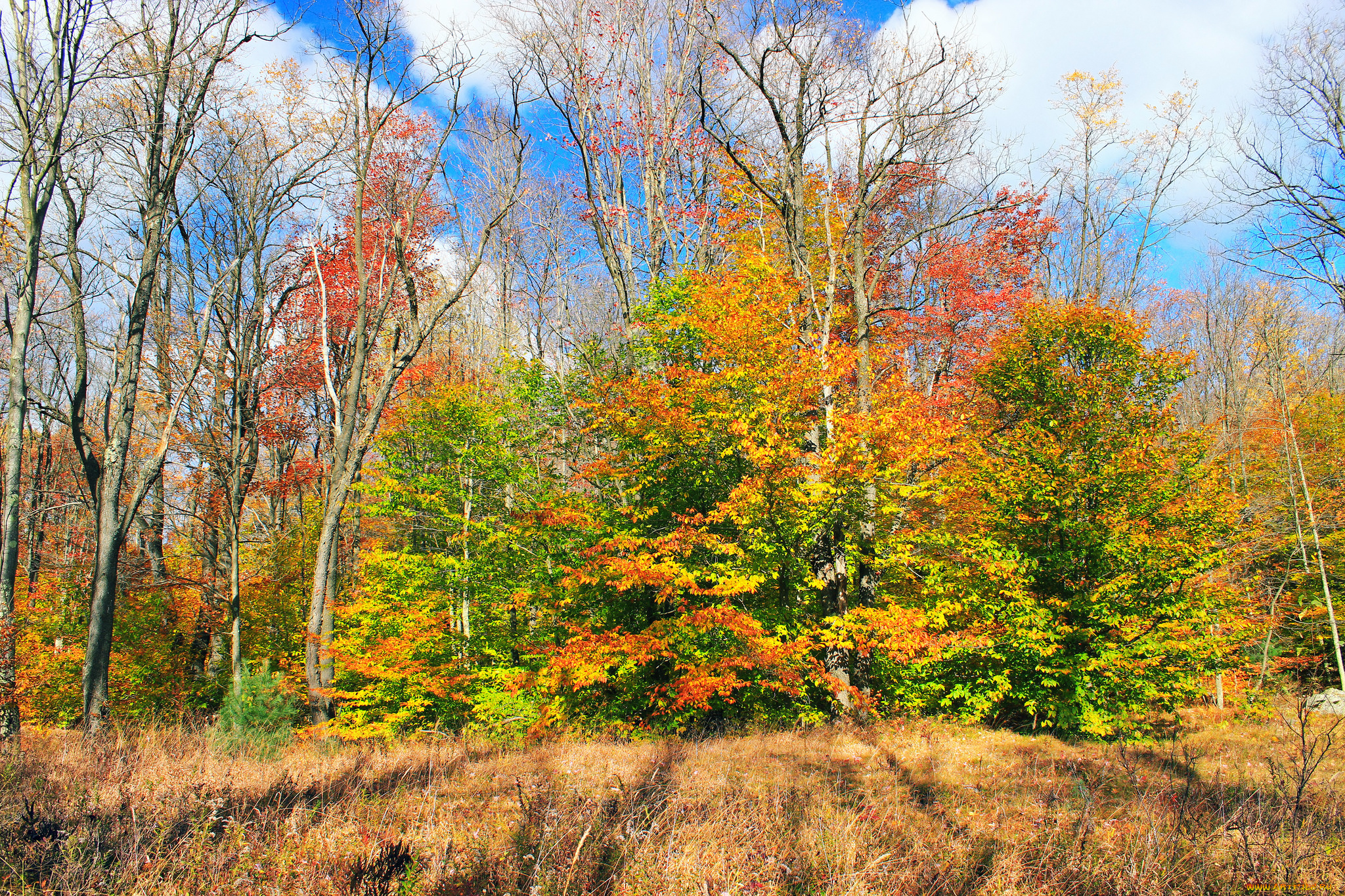 природа, лес, осень