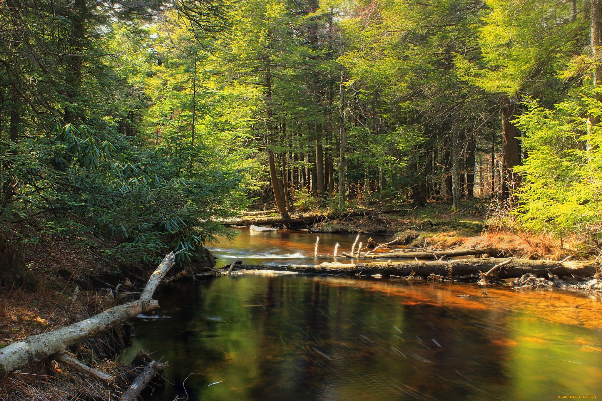 природа, реки, озера, лес, река