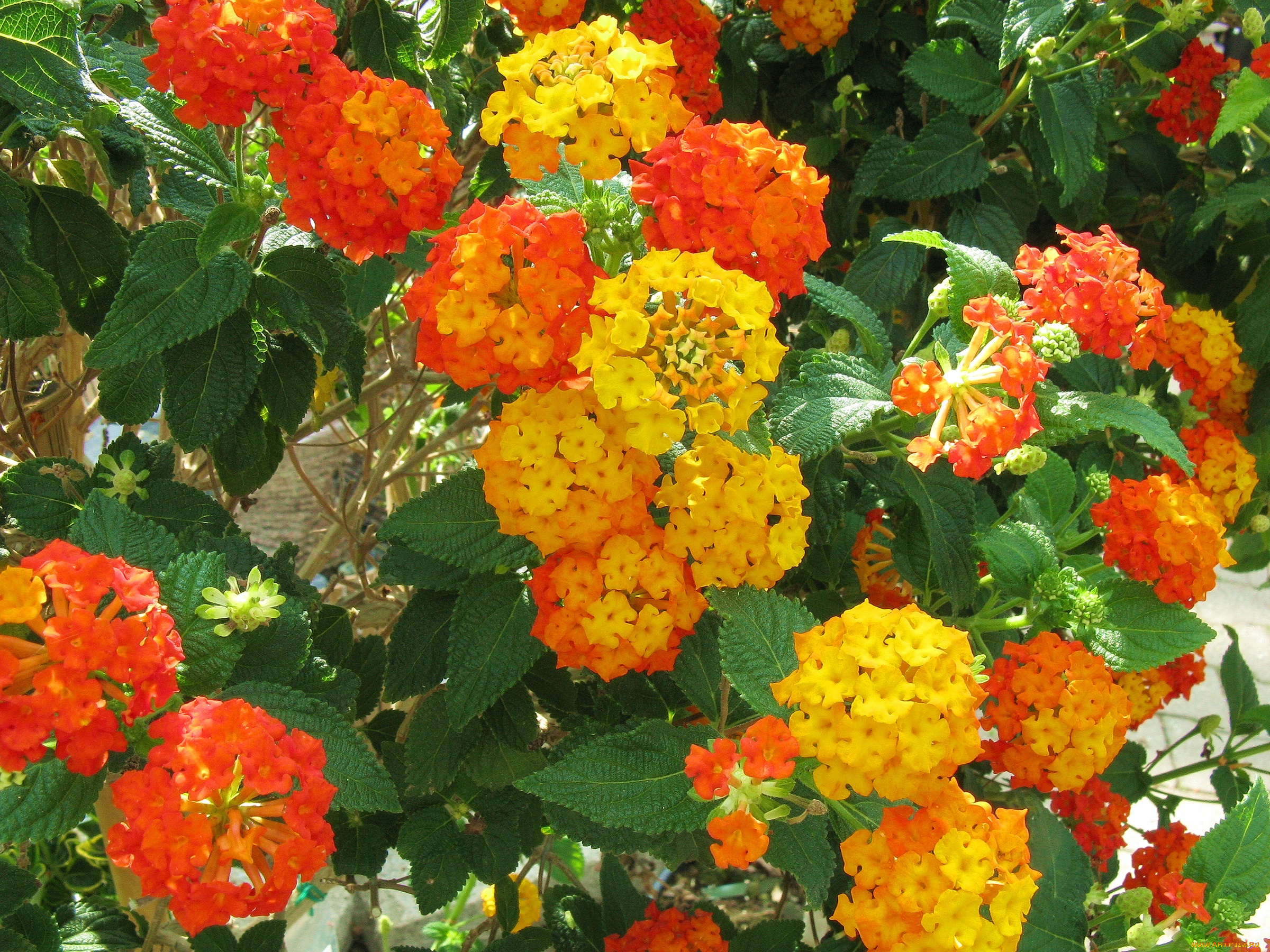 цветы, лантана, бутоны