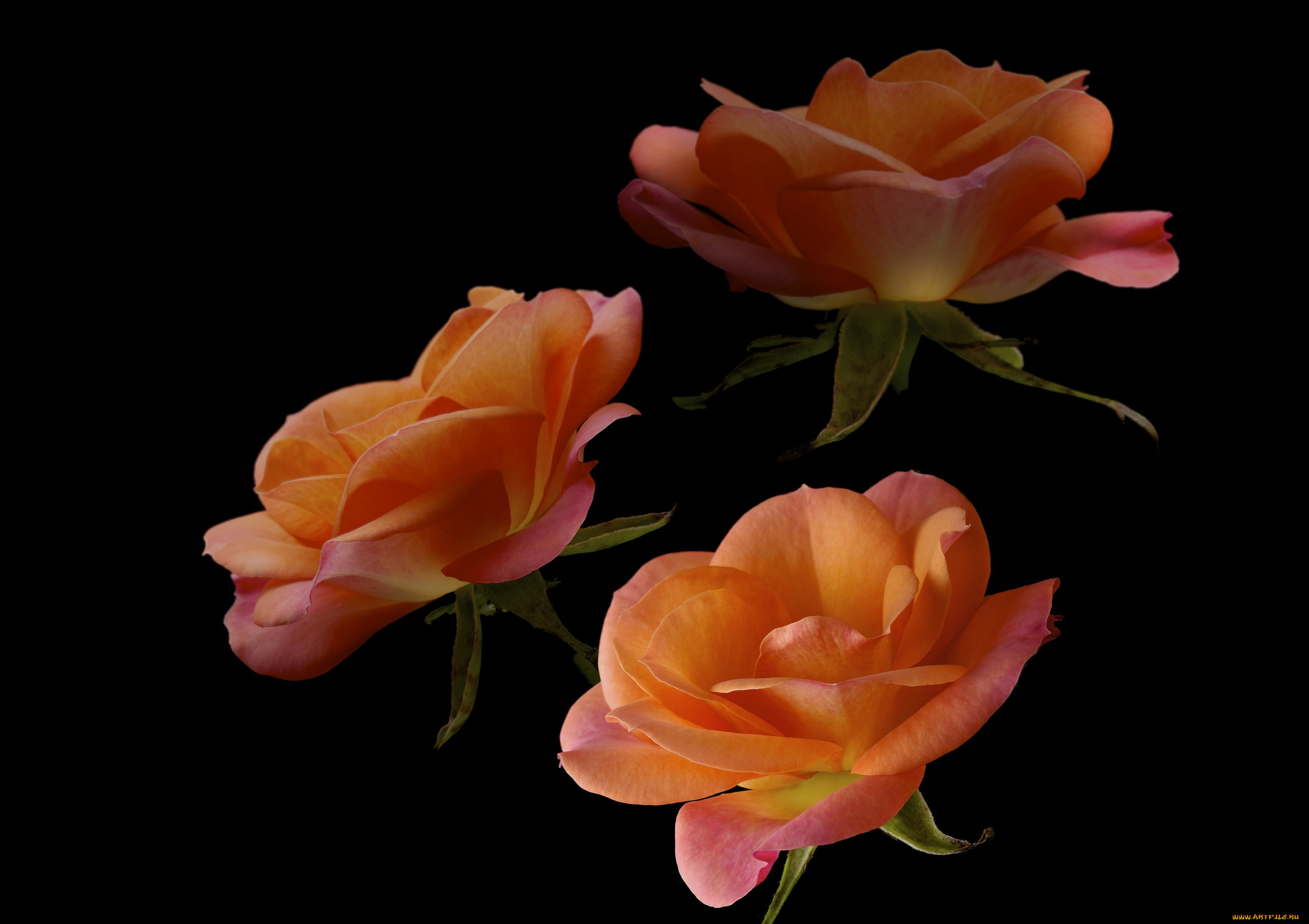 цветы, розы, фон, черный